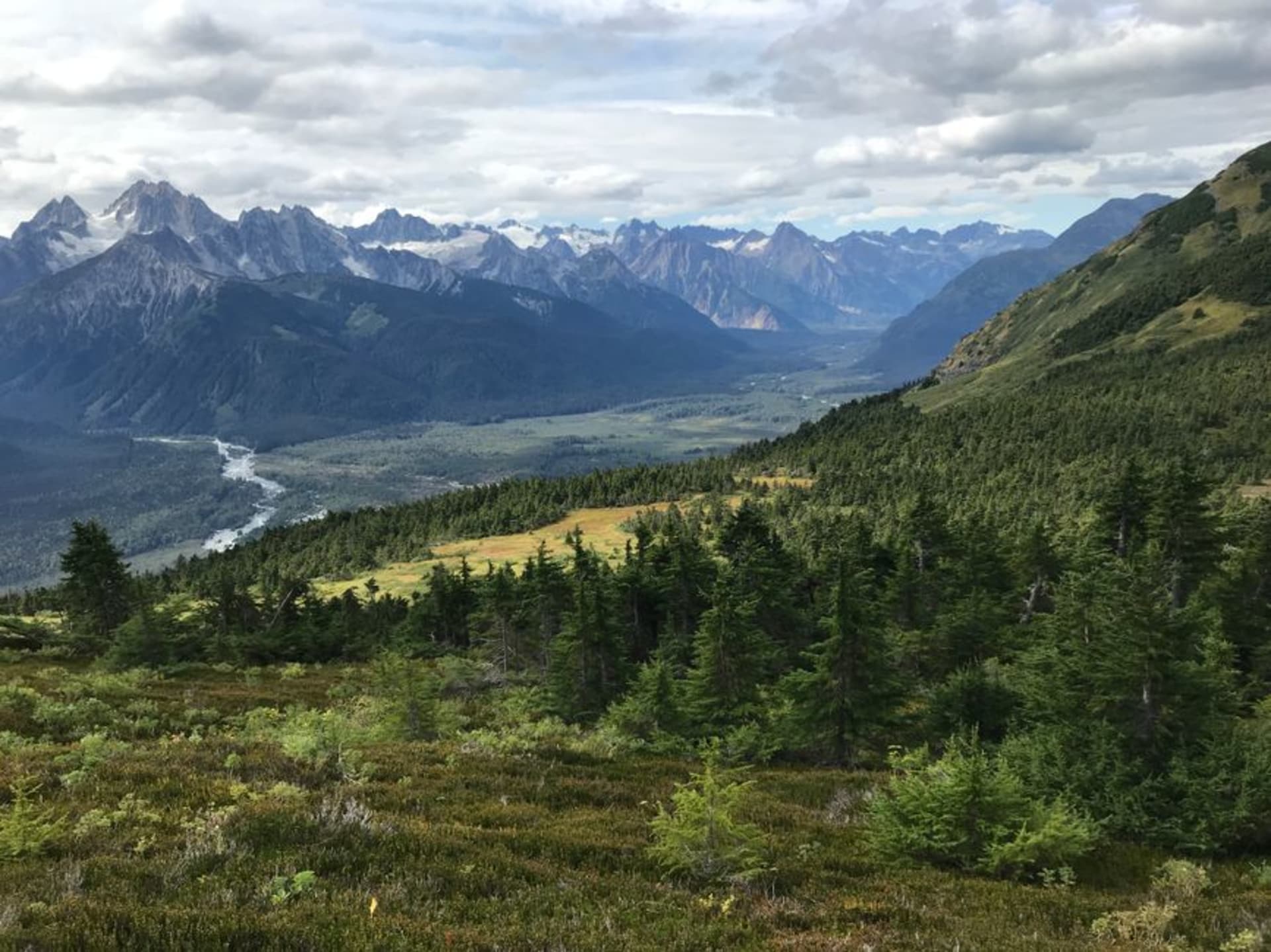 Águilas calvas posadas en álamos a lo largo del Río Chilkat cerca de Haines con montañas de fondo