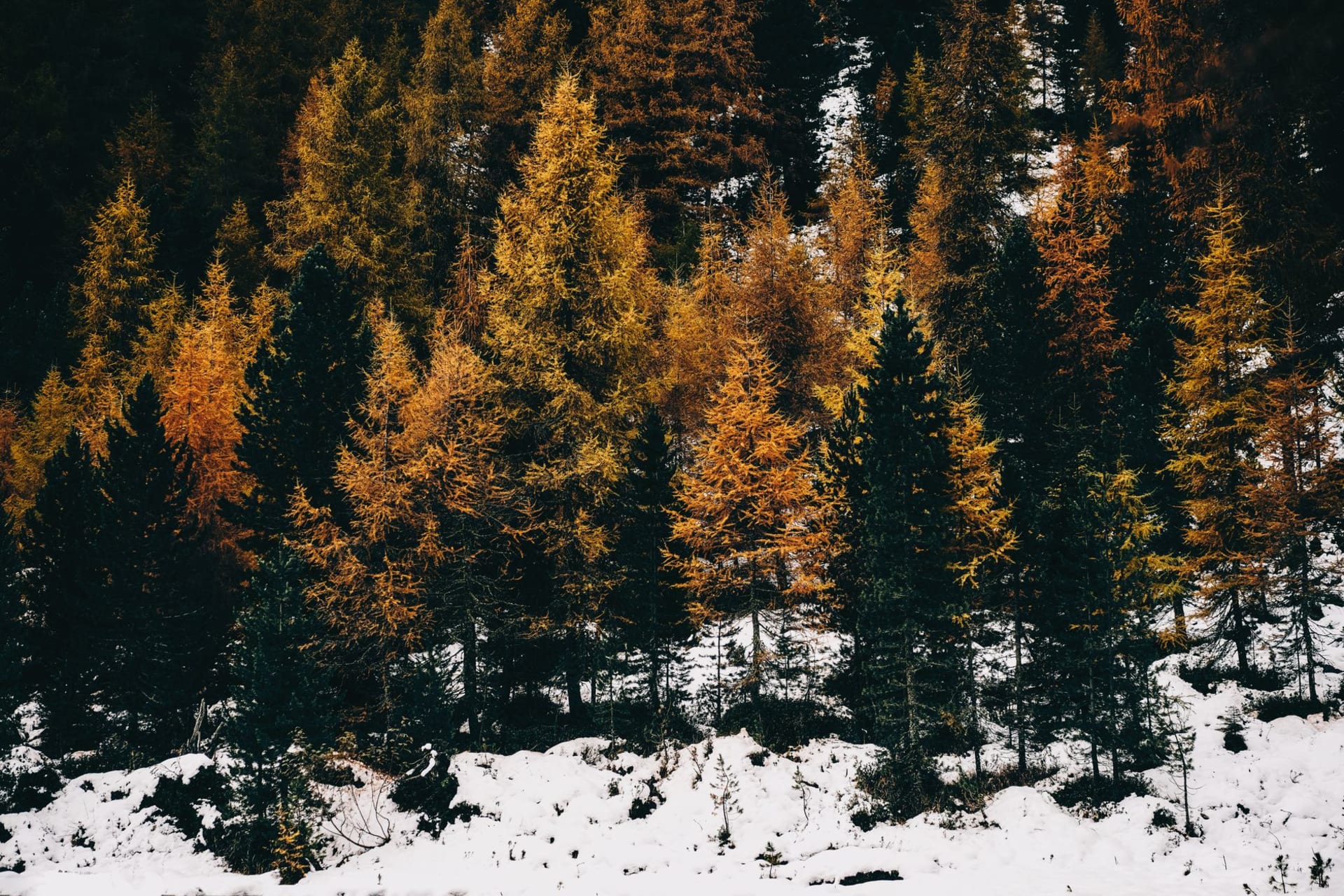 Larch Valley in full autumn colour, the golden larch trees blazing against grey limestone peaks and a deep blue sky, a dusting of early snow on the high ridges
