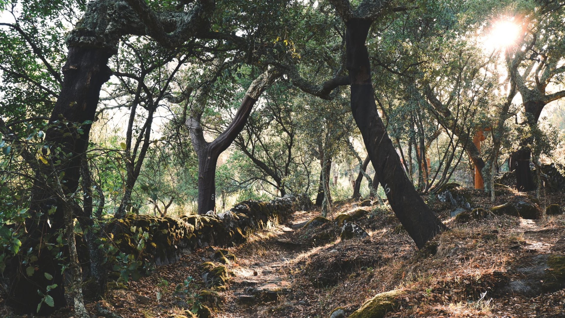 Monchique mountain village perched on forested Serra de Monchique hillside with mist in the valleys and the Algarve coast faintly visible in the far distance