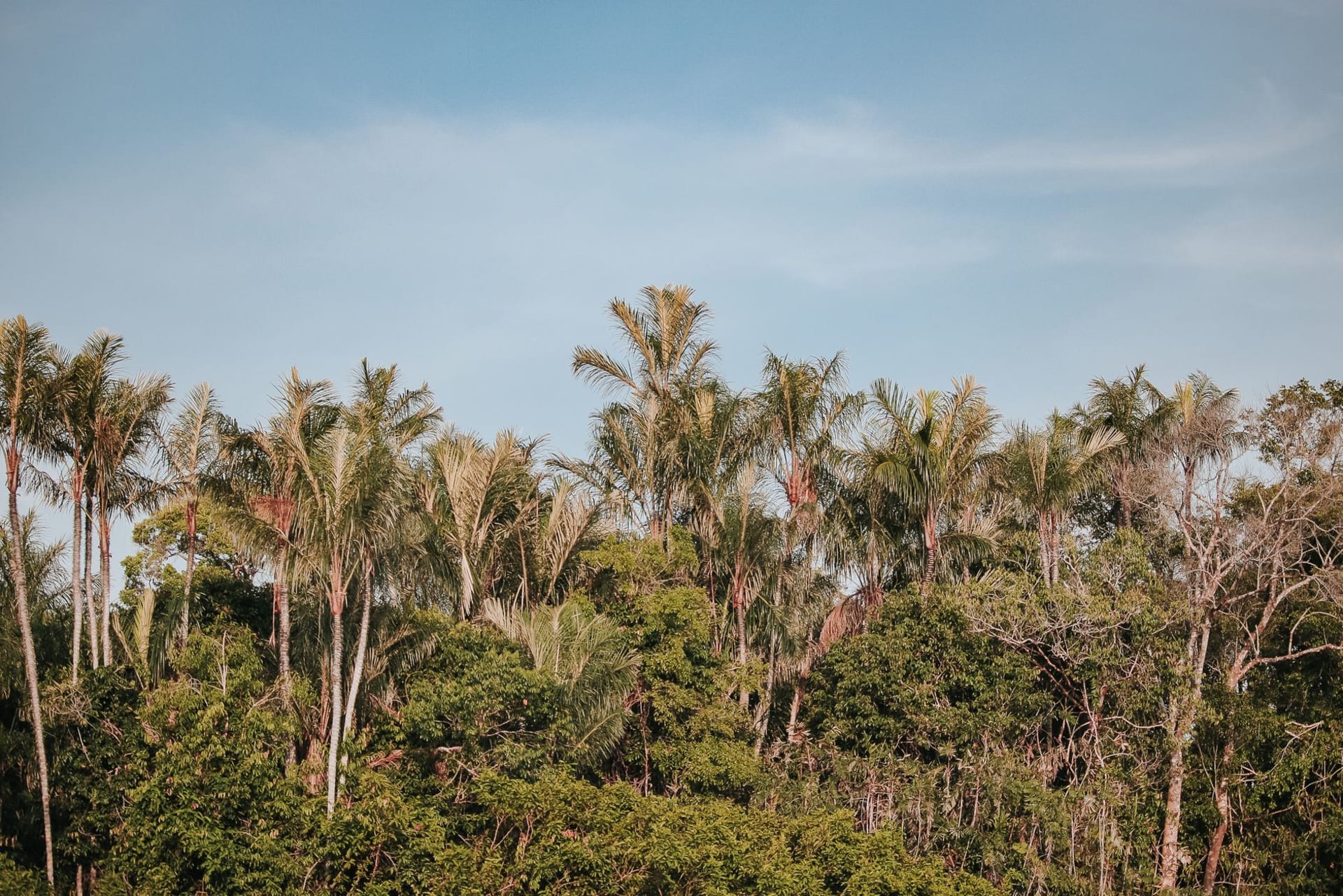 Dense palm canopy under an open blue sky in the Brazilian Amazon near Manaus