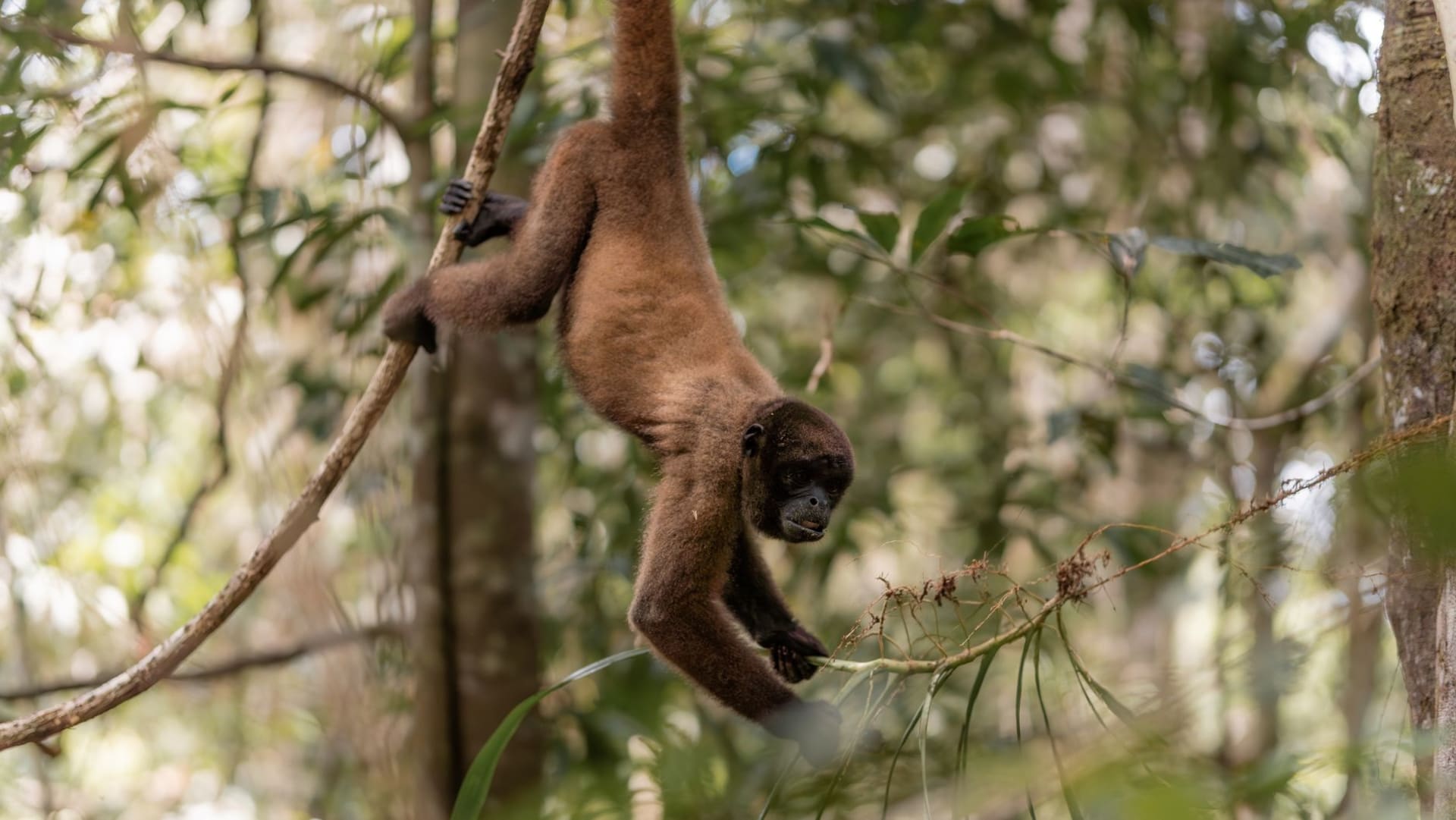 A woolly monkey hanging from a branch overhanging the Amazon river at Isla de los Micos, with dense jungle canopy behind