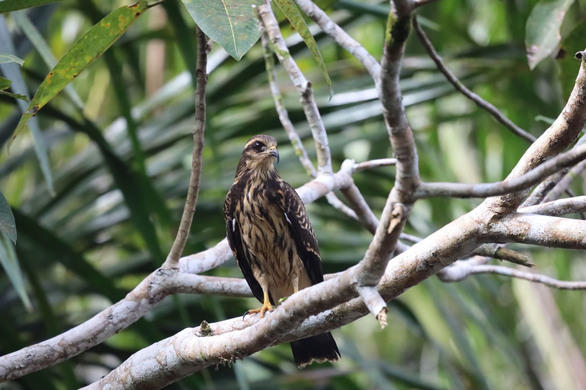 A snail kite perched on a branch amid lush jungle in Iquitos, Peru