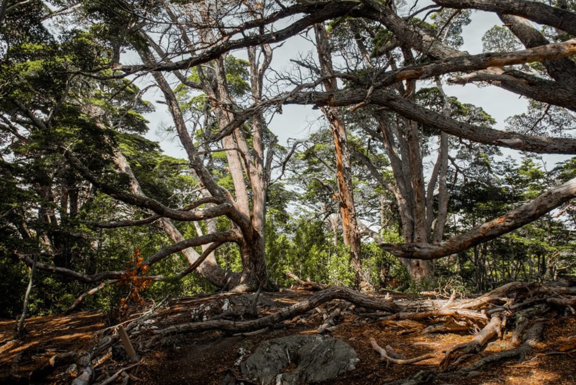 Bosque de lengas moldeado por el viento a lo largo de la costa del Parque Nacional Tierra del Fuego