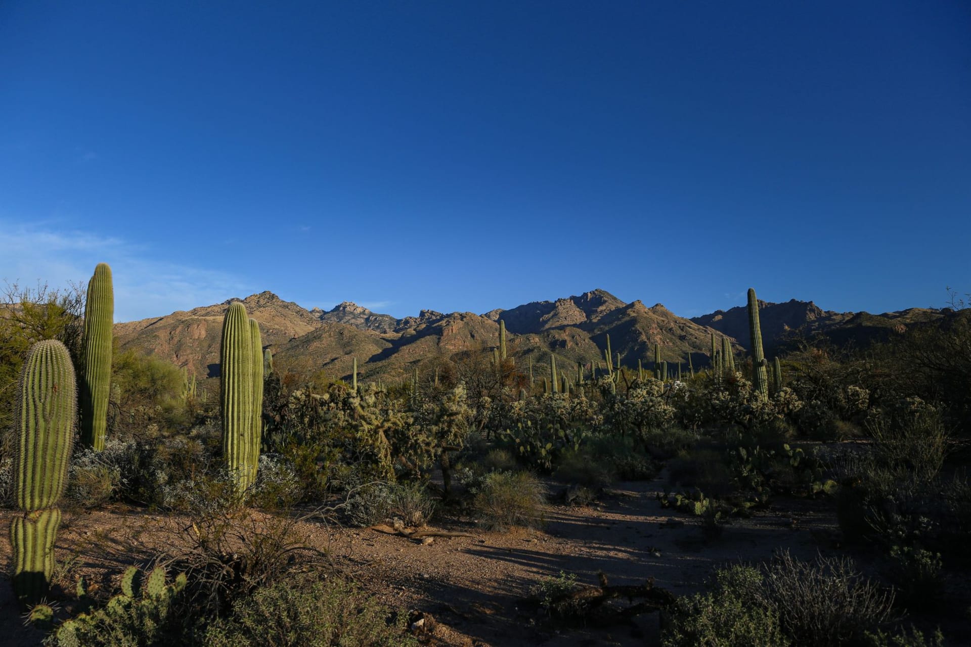 A dense forest of saguaro cacti at sunset in Saguaro National Park, the sky behind them turning deep orange and pink