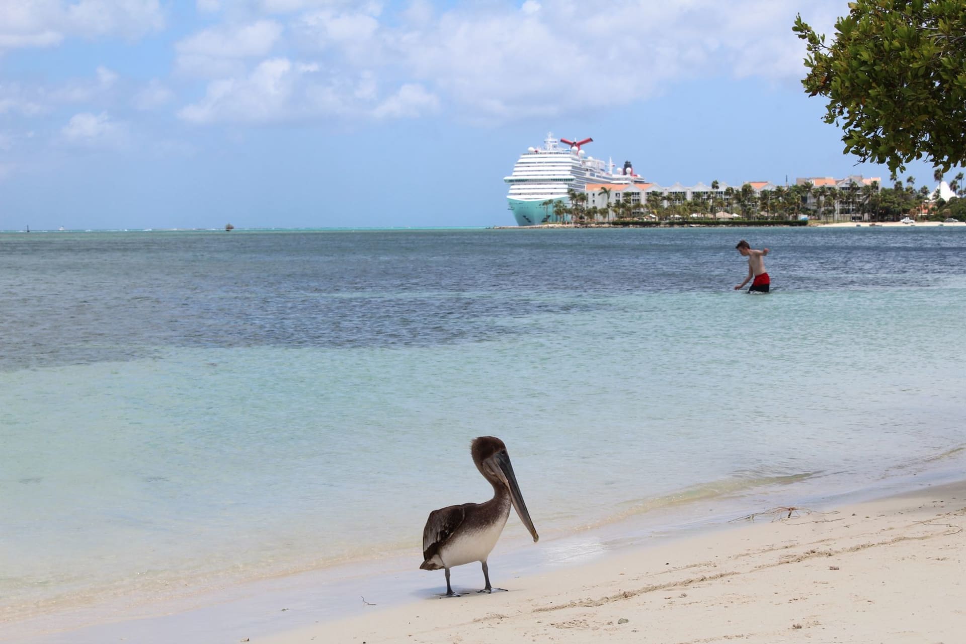 A pelican standing on the white sand of an Aruba beach with turquoise Caribbean water and a cruise ship visible on the horizon