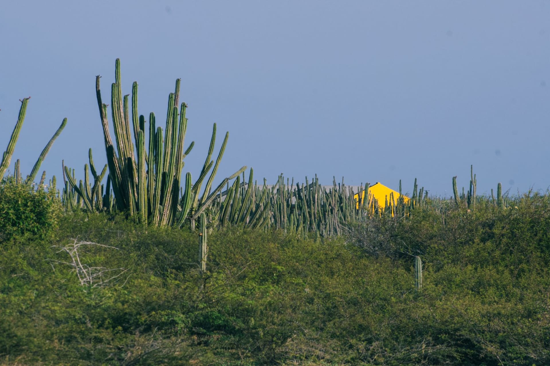 Hooiberg volcanic cone rising abruptly from Aruba's flat desert landscape with staircase visible on its flank and Caribbean visible beyond