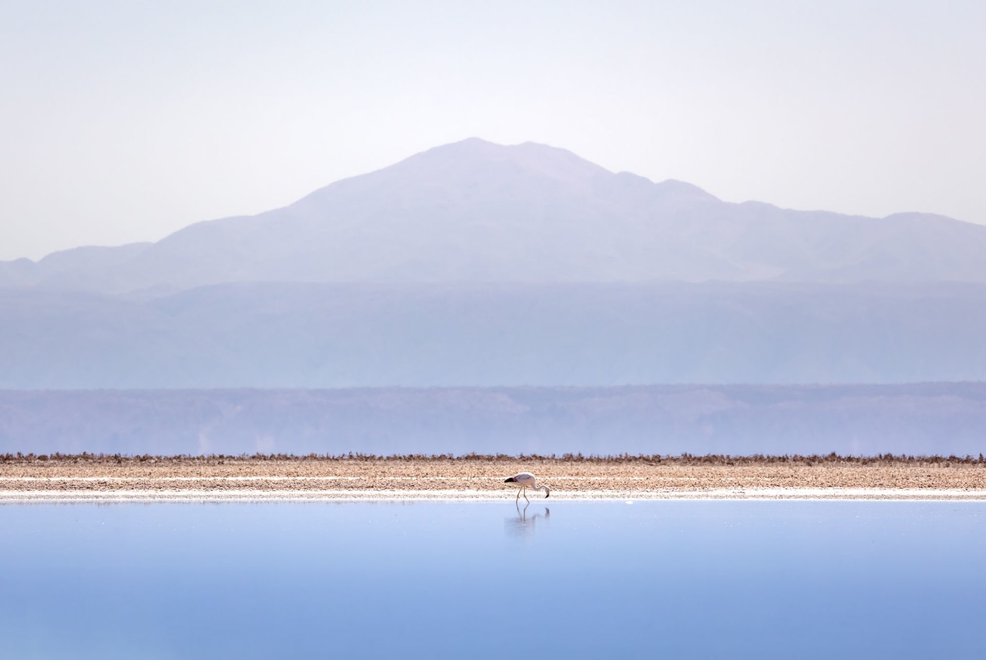 A solitary flamingo wading in a still Chilean salt lake, its pink reflection shimmering in the calm water against a bright blue sky