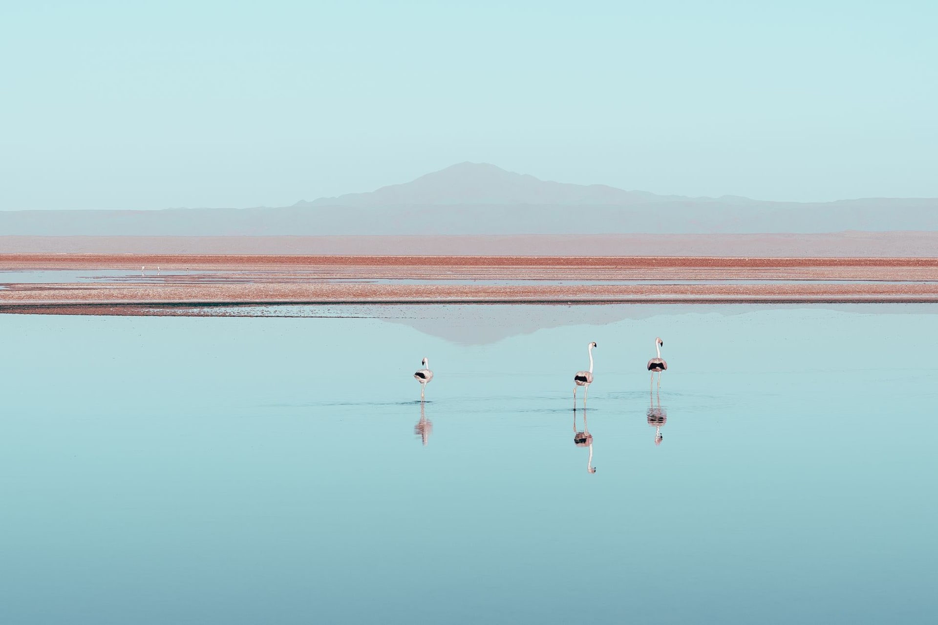 Flamingos wading in the mirror-still waters of Laguna Chaxa with the Andes rising behind them in golden afternoon light