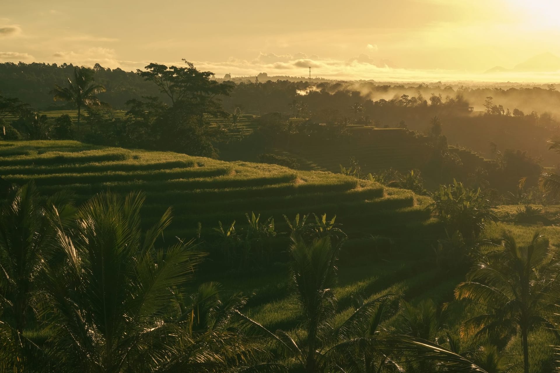 Bali rice terraces bathed in golden sunrise light, layered green steps descending through morning mist