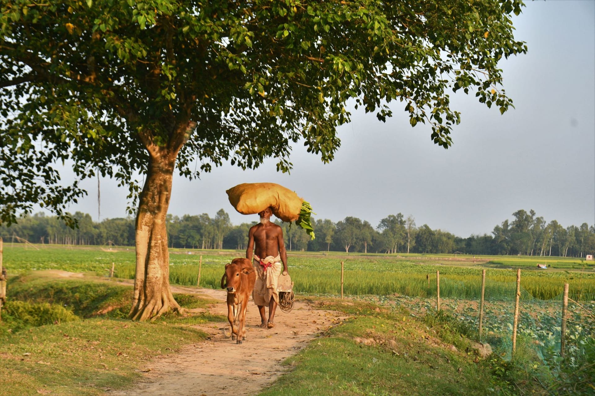 Wide view of the stepped cruciform stupa of Somapura Mahavihara at Paharpur rising from low monastery cell ruins, surrounded by flat green paddy fields, Bangladesh
