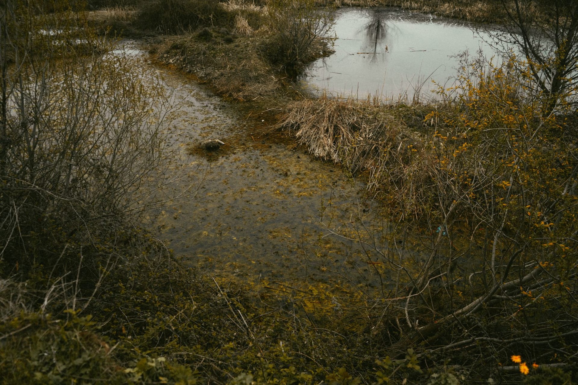 A flat wetland landscape of the Pripyat Marshes at dawn, the river silvery in early light, white storks standing in the flooded meadows under a wide pale sky