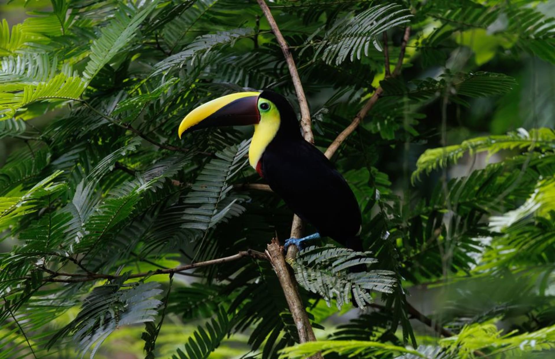 Dense jungle canopy of Cockscomb Basin Wildlife Sanctuary with the Maya Mountains rising in the mist
