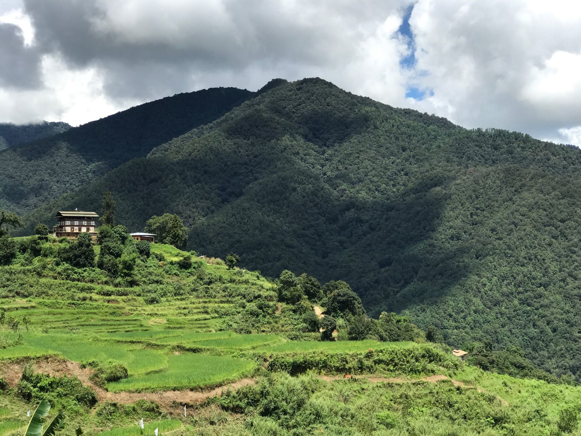 Punakha Dzong at the confluence of the Mo Chhu and Pho Chhu rivers surrounded by blooming jacaranda trees
