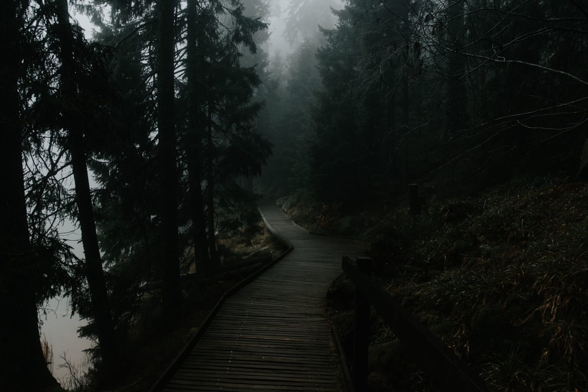 A misty forest walkway enveloped in fog between tall dark pine trees, casting a moody and mysterious atmosphere