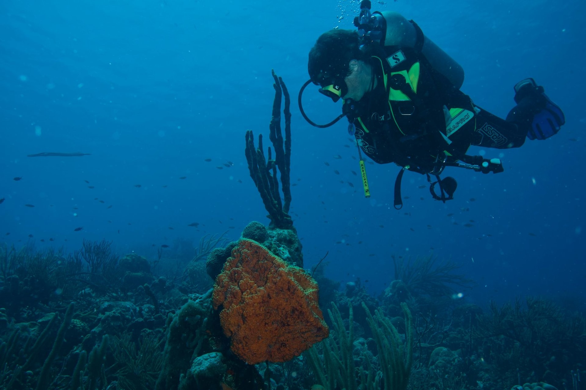Diver exploring colorful coral reef underwater in Kralendijk, Bonaire