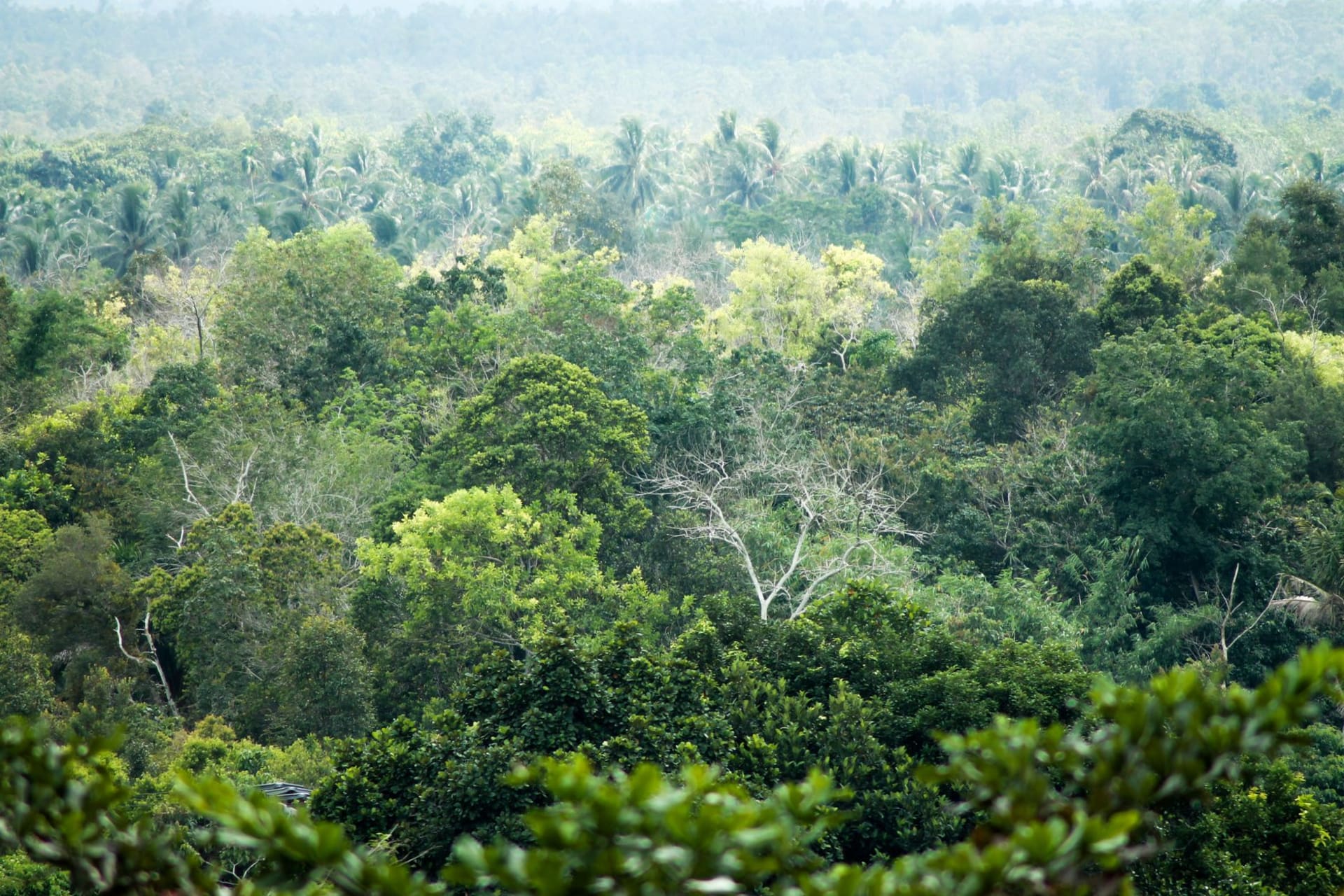 Vast unbroken lowland rainforest canopy in Danum Valley stretching to the horizon under morning cloud, Sabah