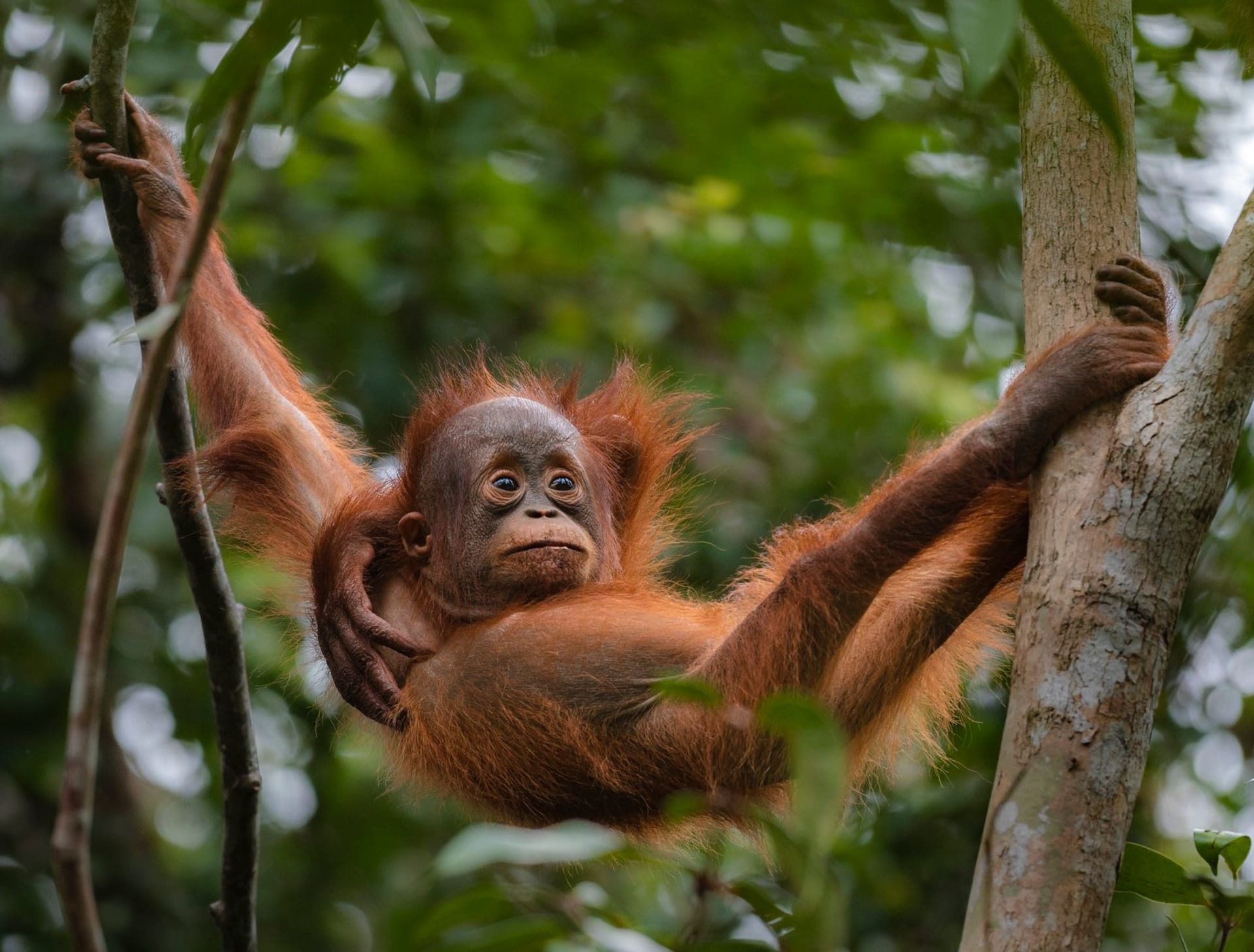 Young orangutan sitting on a wooden feeding platform surrounded by dense Sabah rainforest at dawn