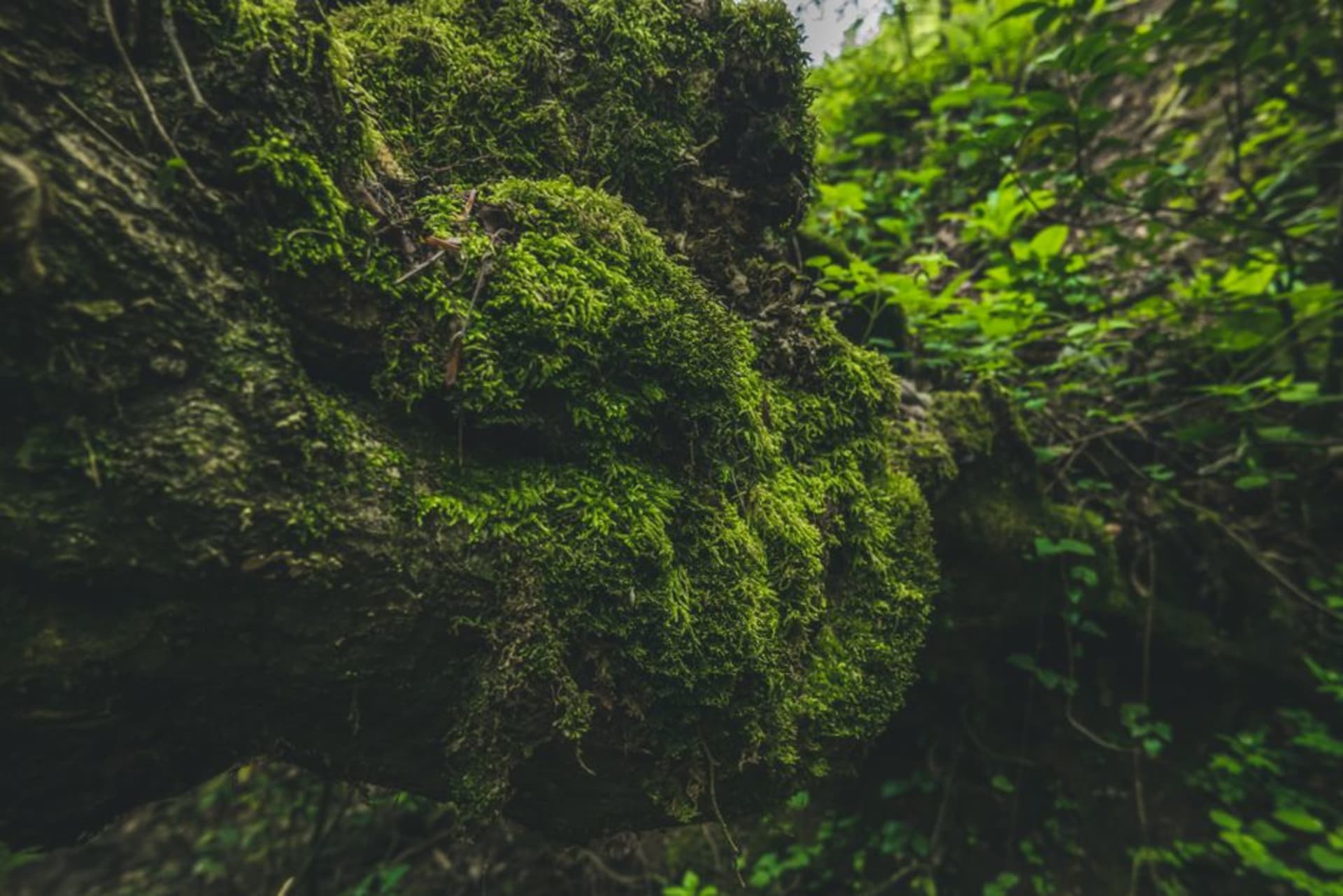 Rocas de granito cubiertas de musgo entre robles en Paradisbakkerne, Bornholm
