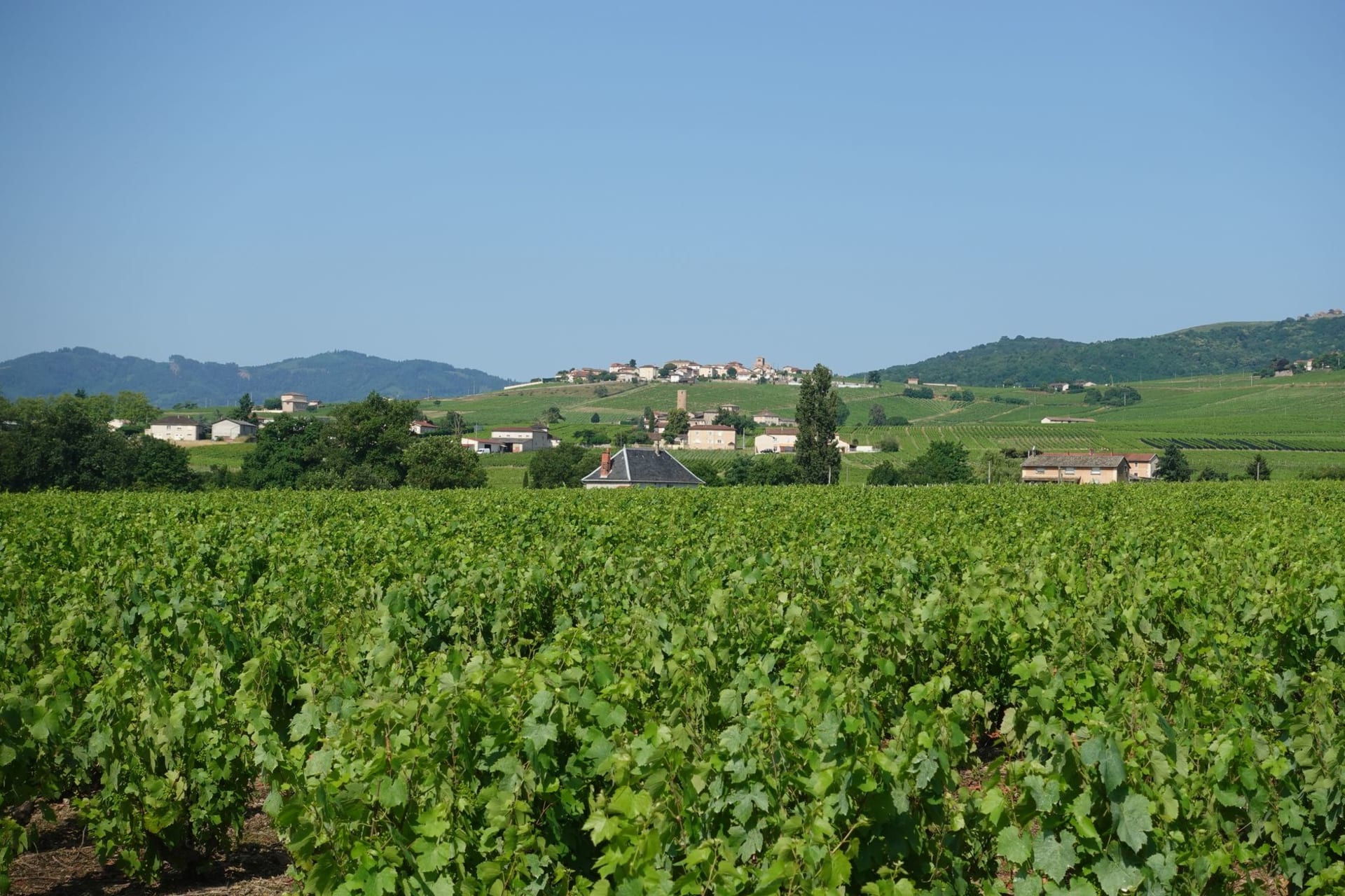 Lush rows of French vineyard vines stretching toward a stone village nestled in rolling hills under a clear blue sky