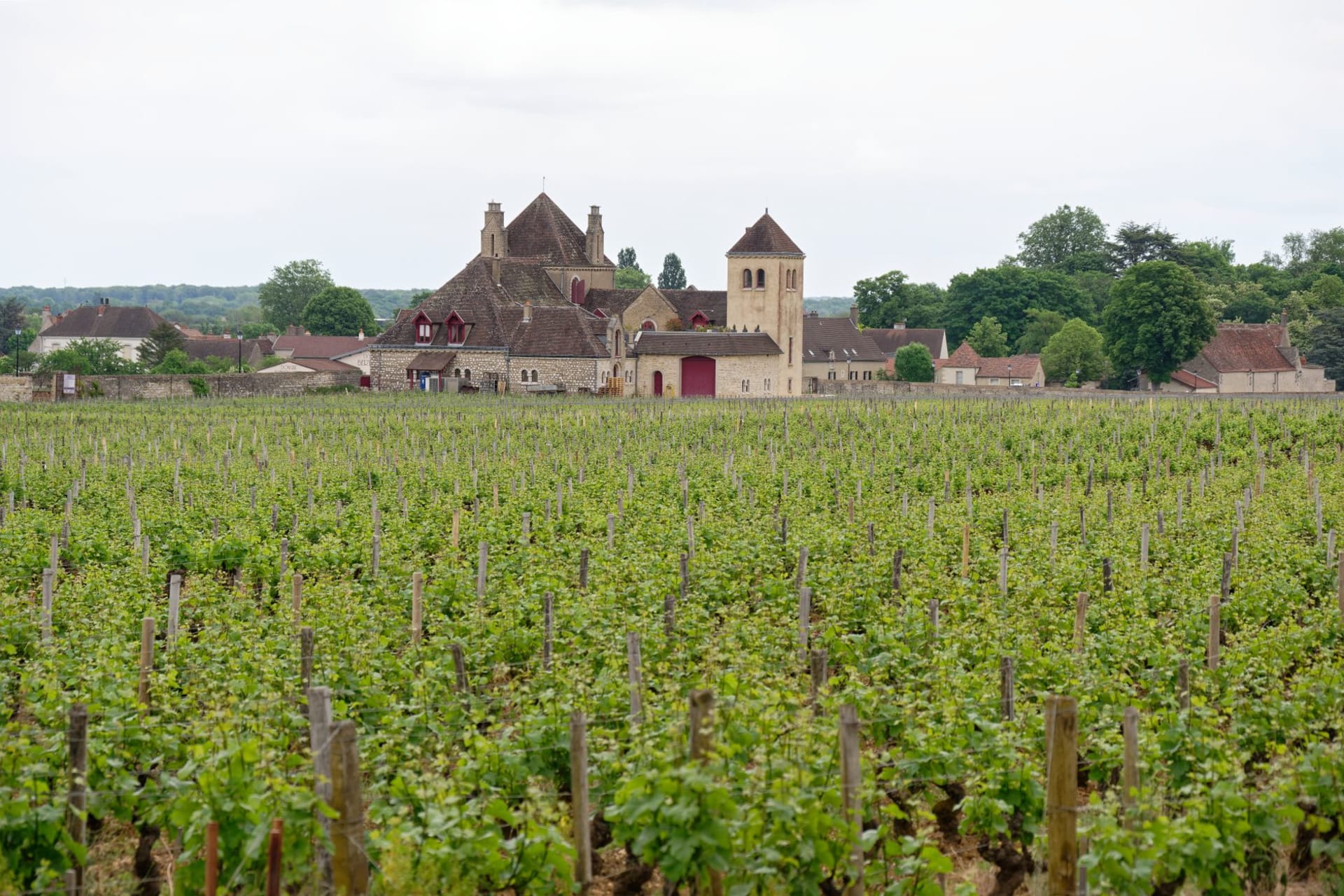 Premier cru Chablis vineyards on steep Kimmeridgian limestone slopes above the Serein river valley on a clear autumn day