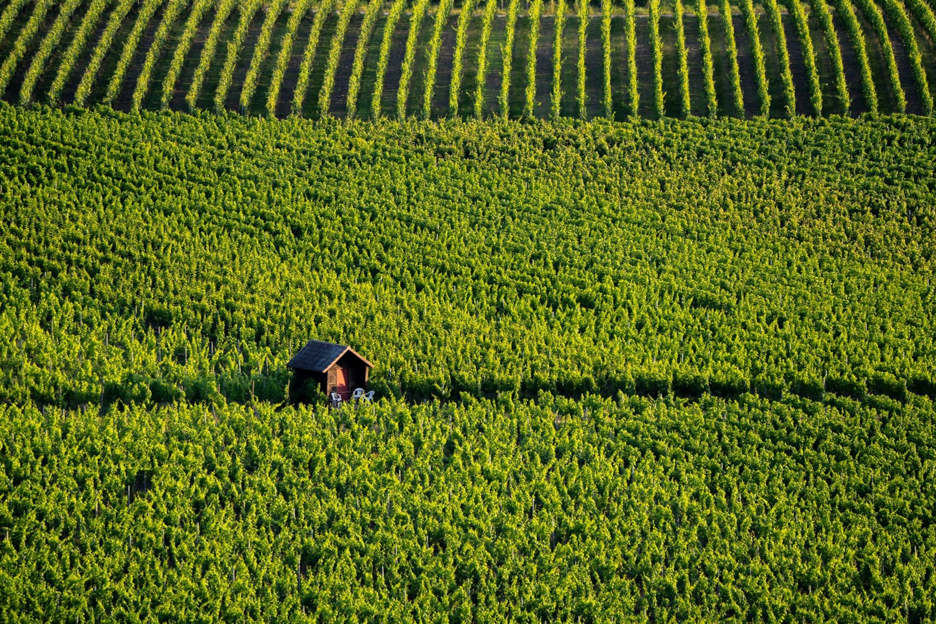 Pinot noir vines in autumn gold on the Gevrey-Chambertin hillside with the village rooftops beyond
