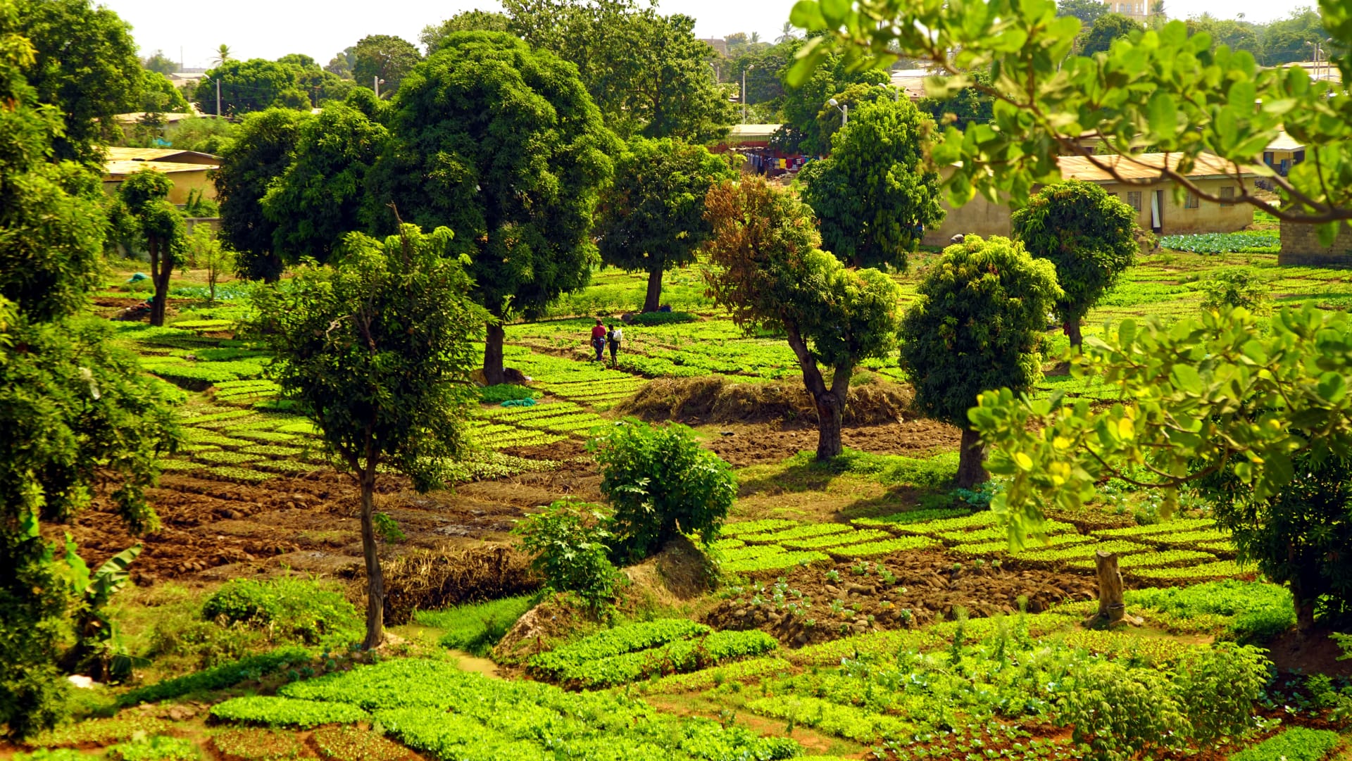 Lush green farmland stretching toward trees under a wide sky in Tenkodogo, Burkina Faso