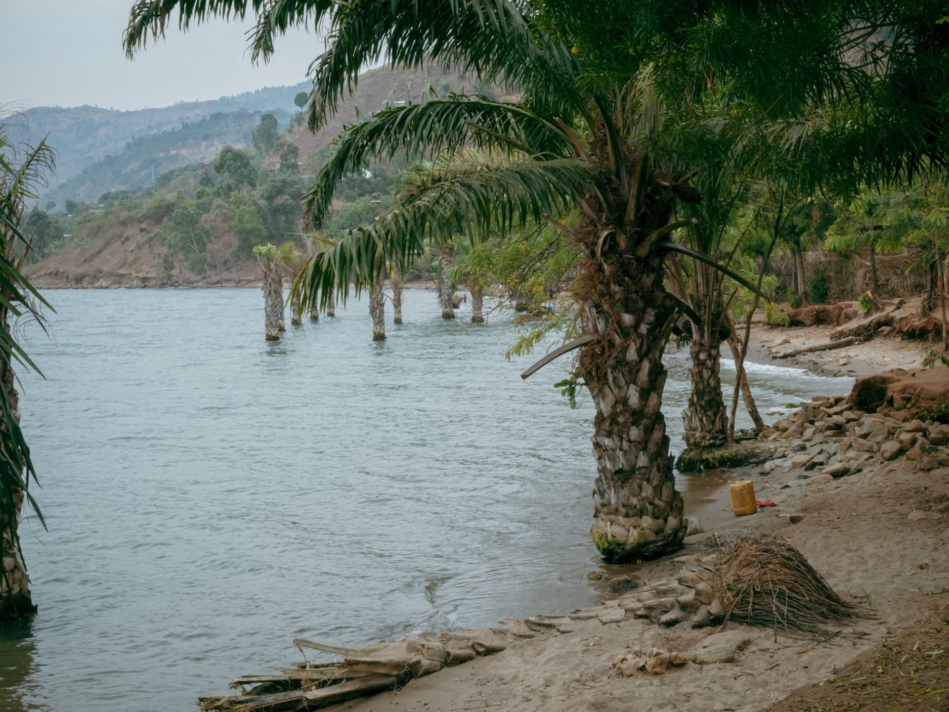 Peaceful lakeside scene with palm trees and mountains reflected in the calm waters of Lake Tanganyika, Burundi