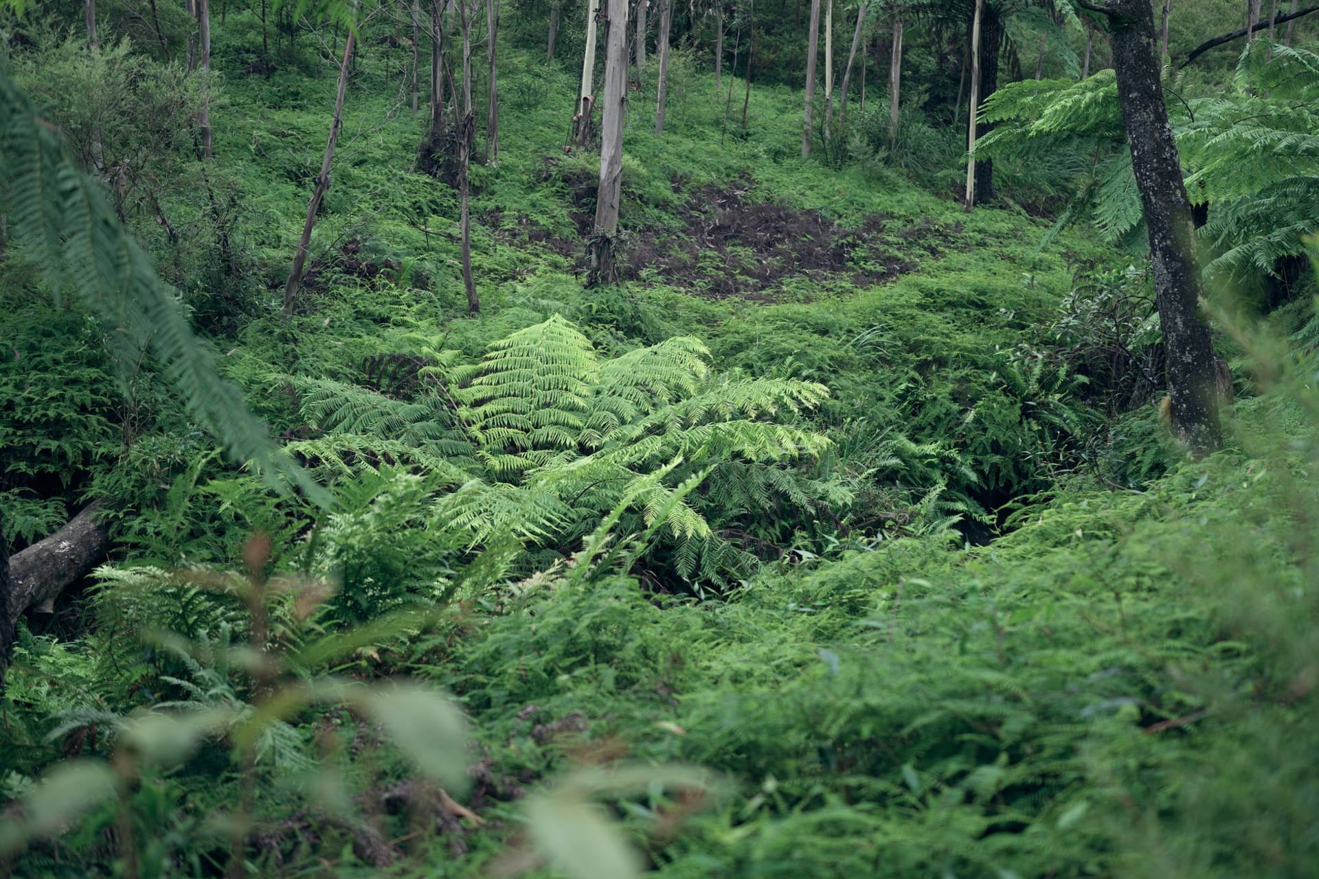 Dense montane rainforest canopy of Kibira stretching across misty ridges, layers of green fading into low cloud
