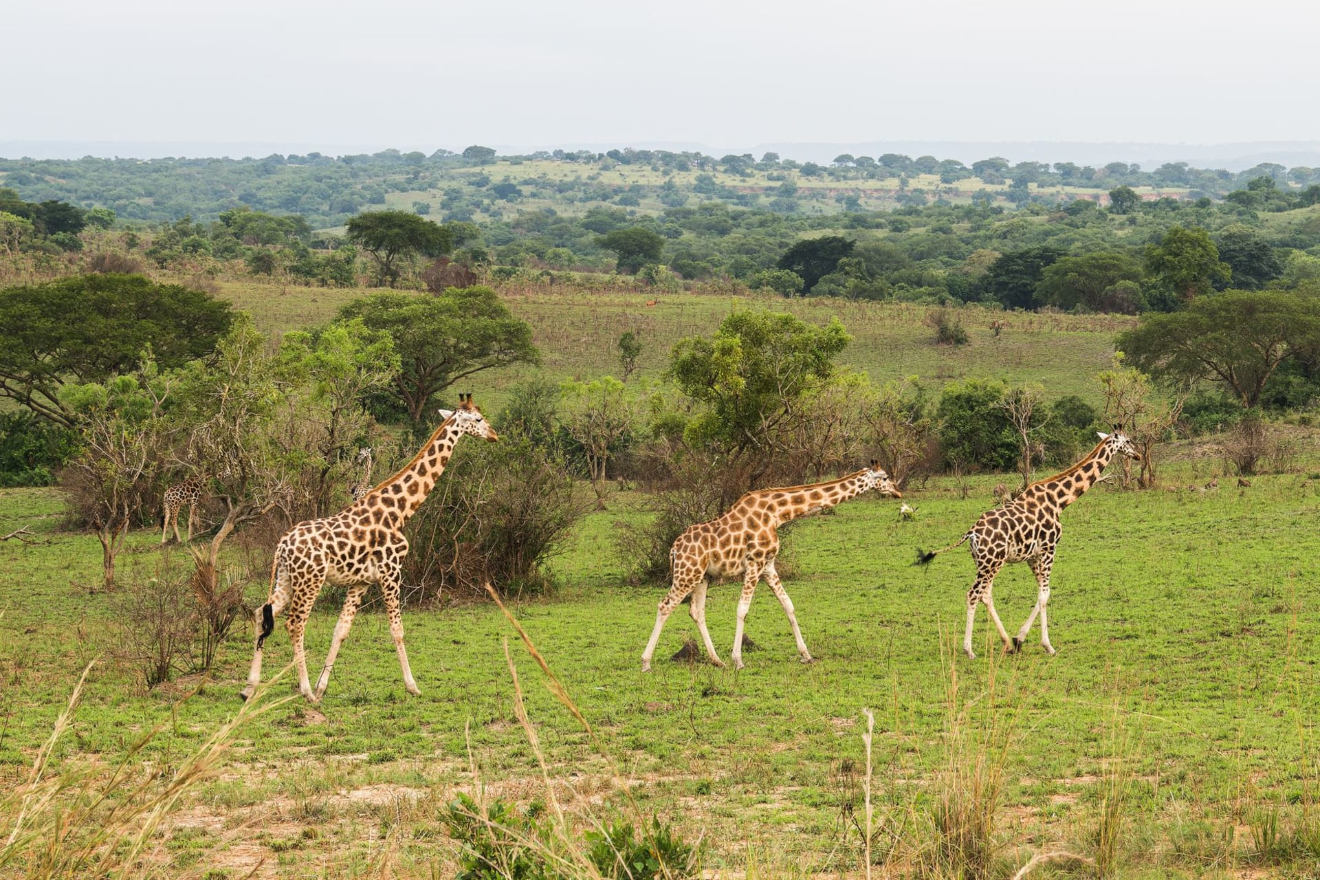Wide grassy savanna with scattered acacias along the meandering Ruvubu River in eastern Burundi, low green hills in the distance under a hazy sky