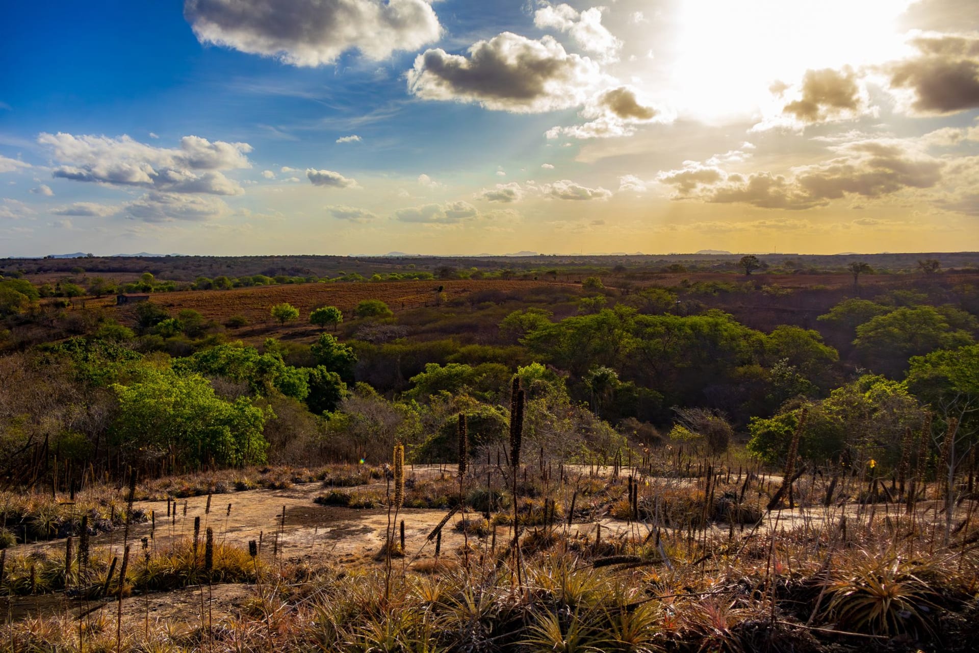Rows of irrigated grapevines stretching toward the São Francisco River near Petrolina, the caatinga scrubland visible beyond the vineyard