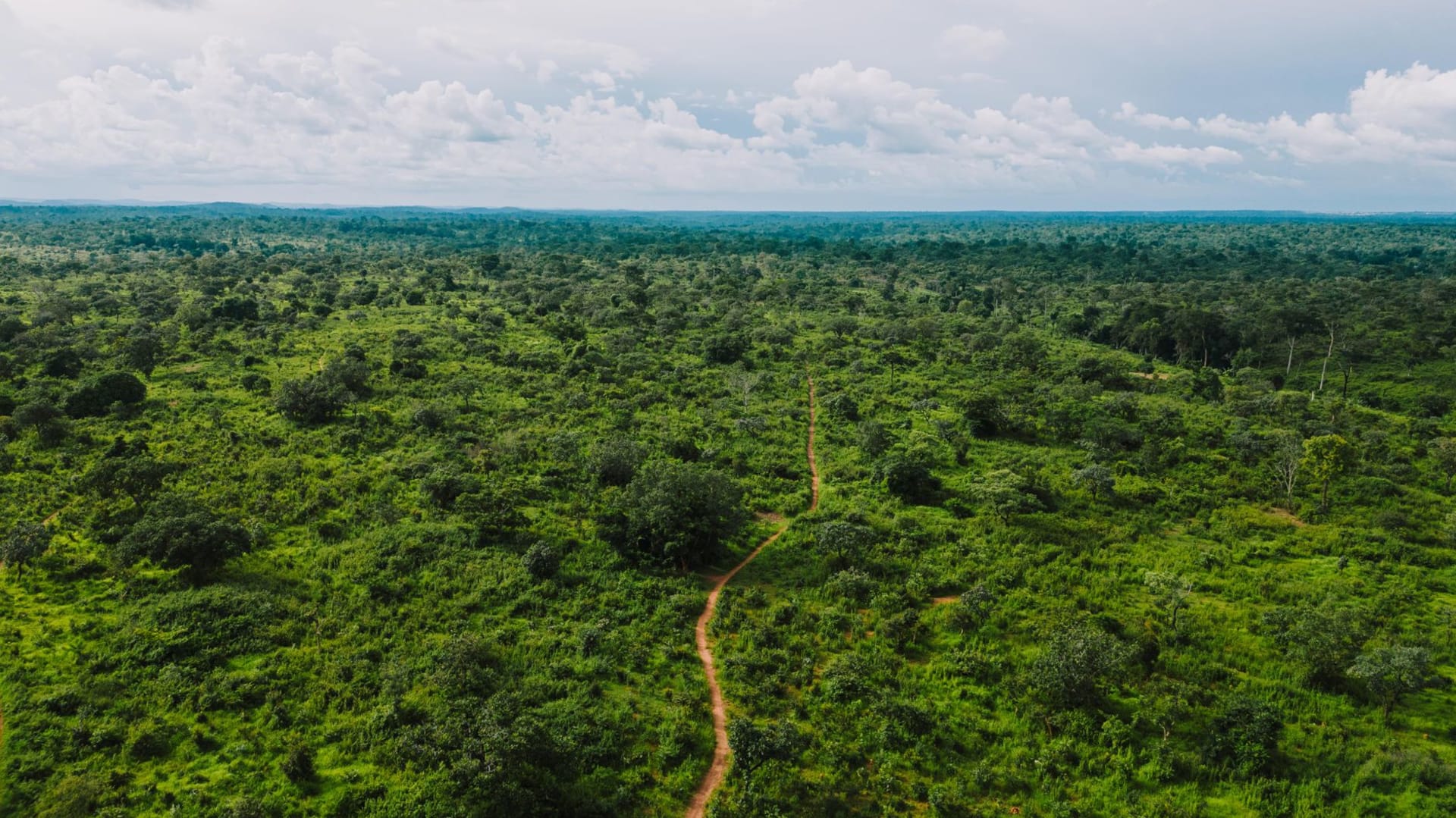Aerial view of a dense green rainforest canopy stretching to the horizon in Gado-Badzéré, East Cameroon