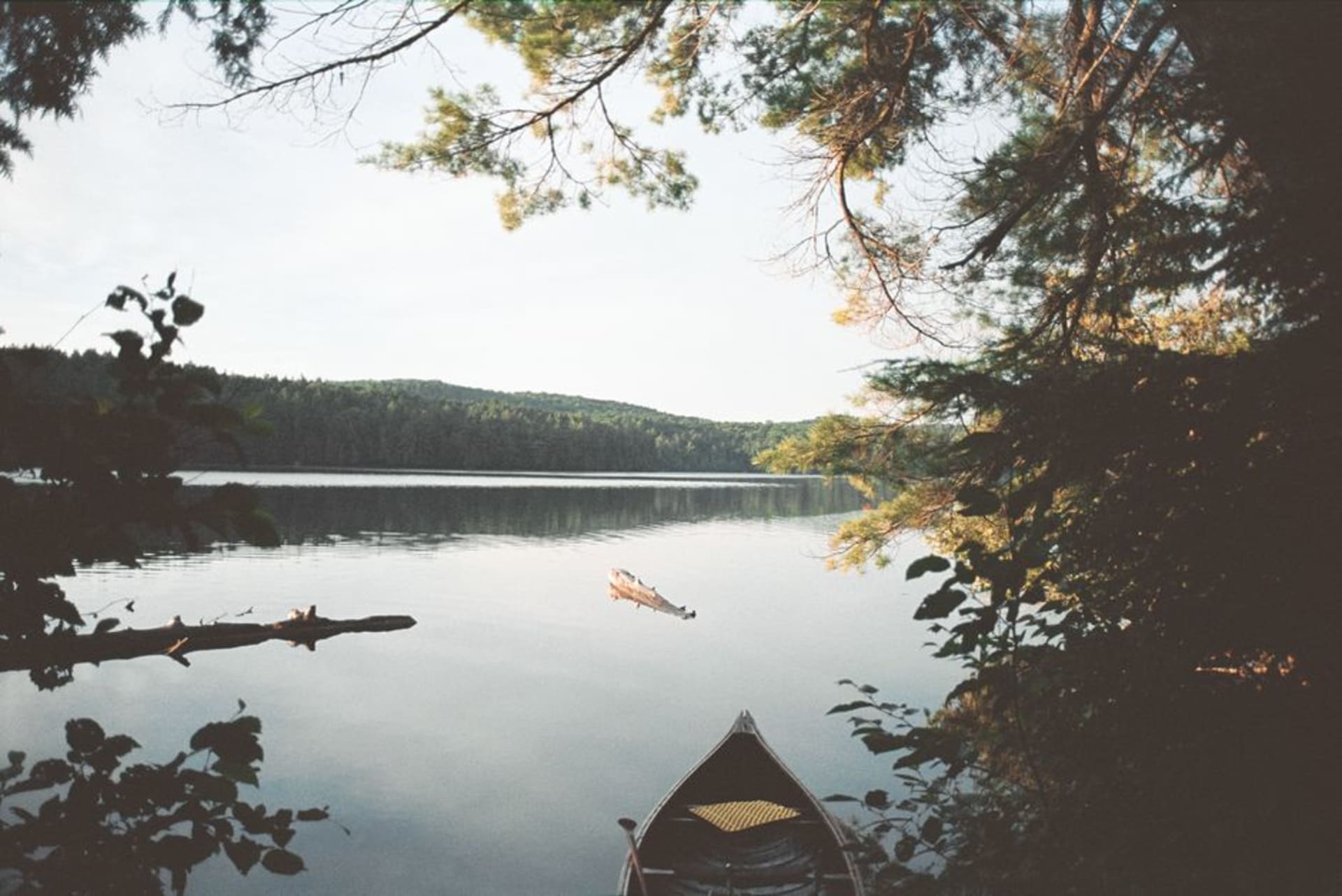 Canoe gliding across a still Algonquin Park lake at dawn with mist rising over the forest