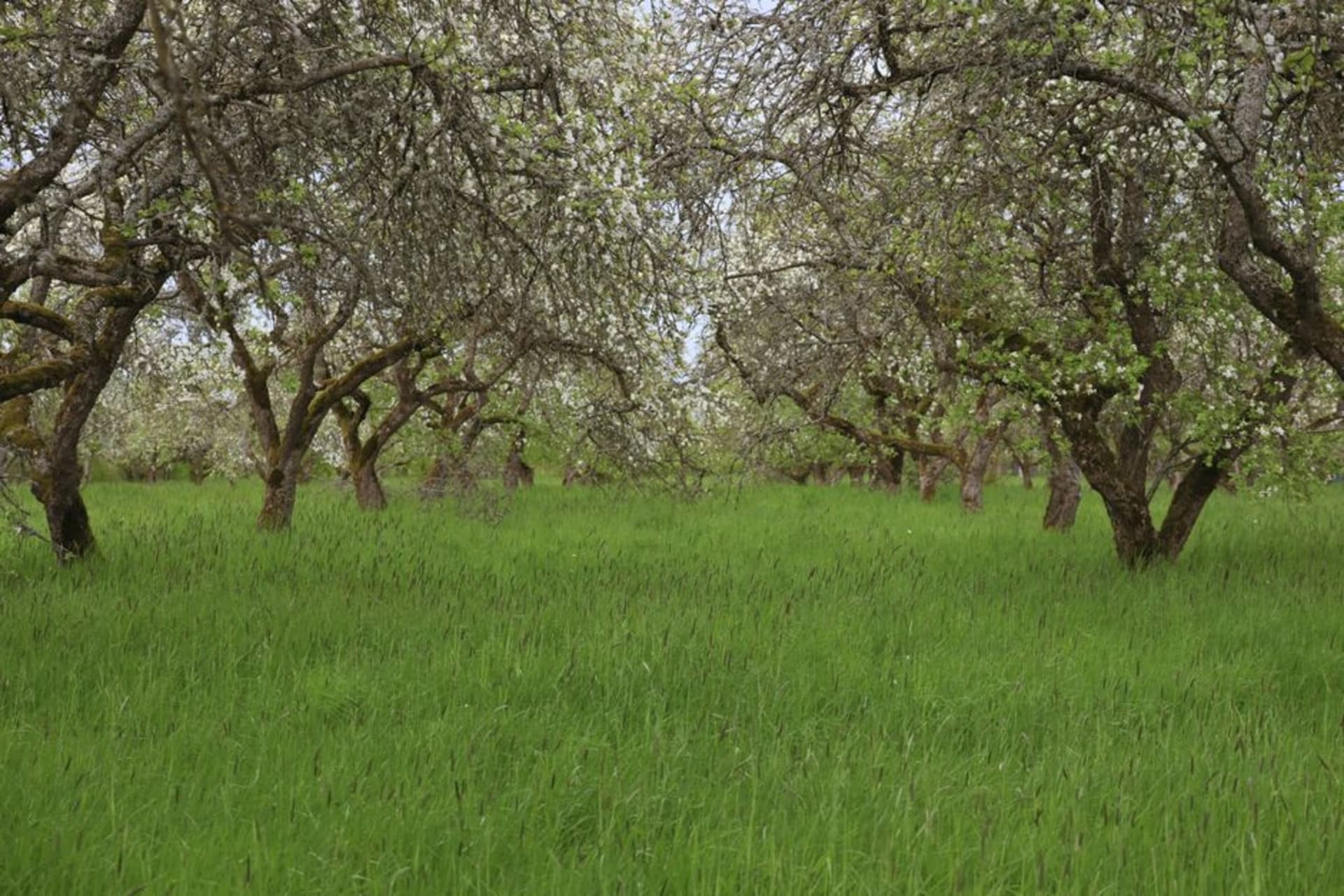 Rows of apple orchards in bloom across the fertile farmland of the Annapolis Valley