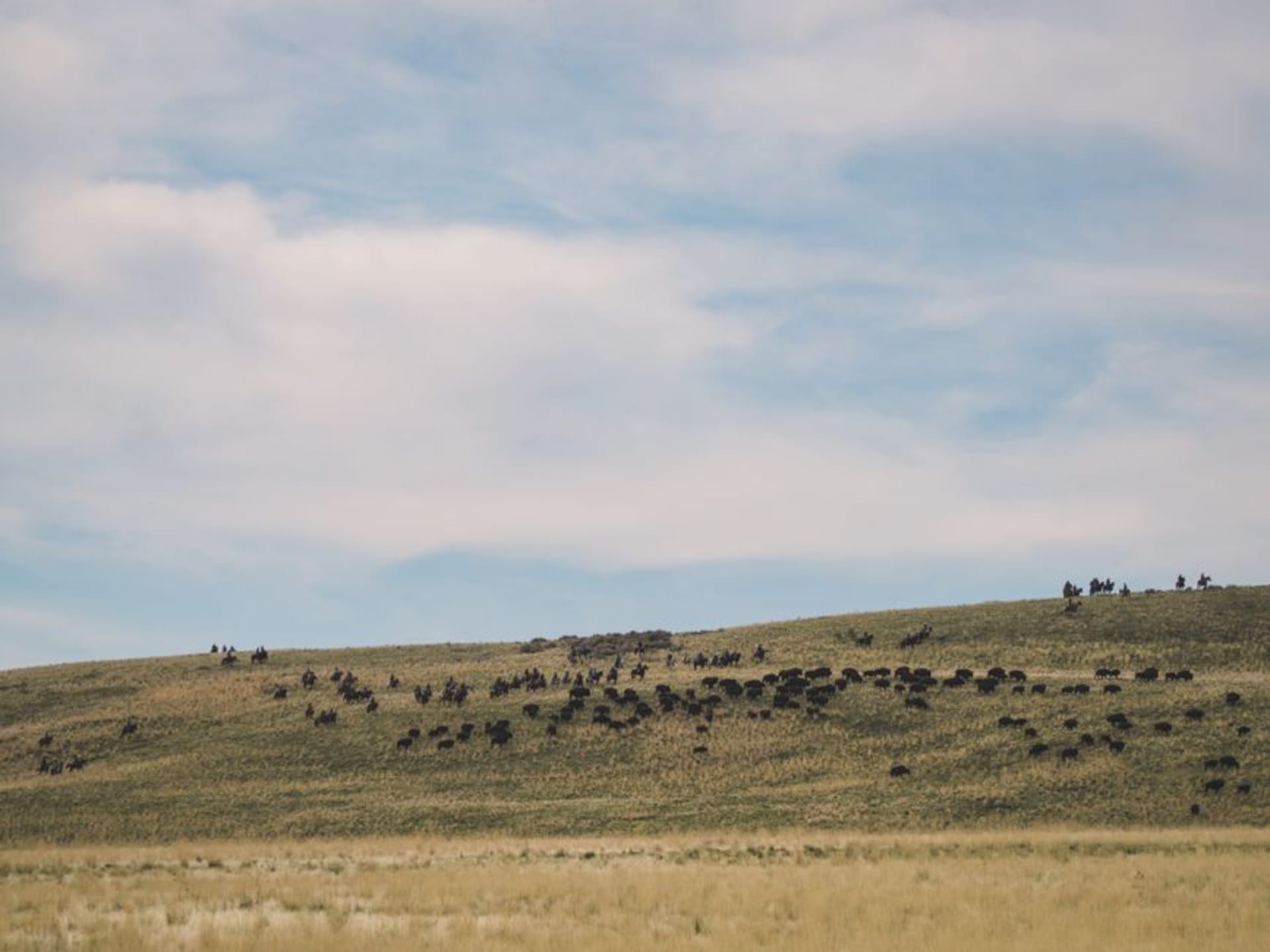 Herd of plains bison grazing in golden grassland with aspen trees in the background