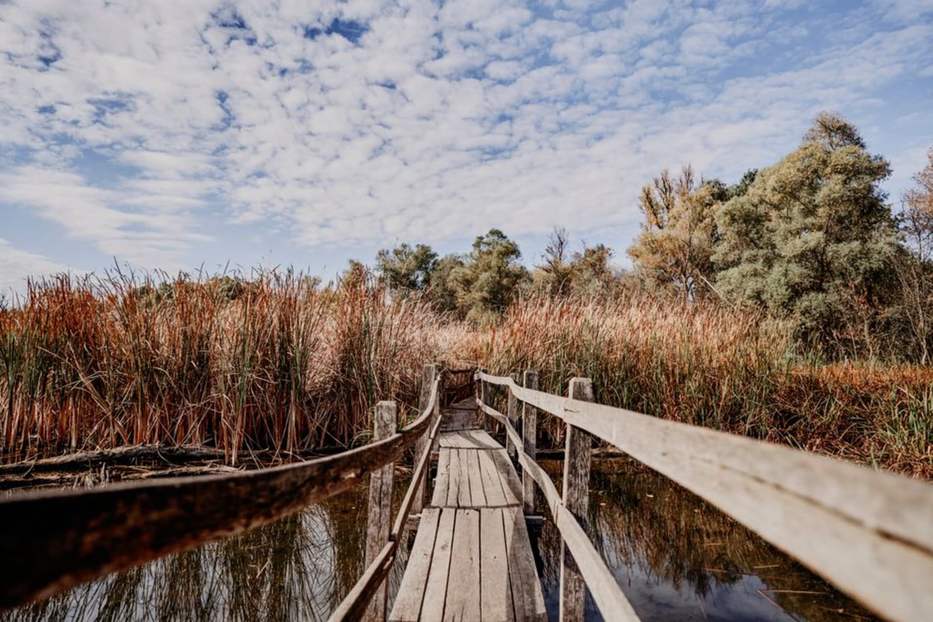 Boardwalk trail winding through the marsh at Point Pelee National Park with reeds on both sides