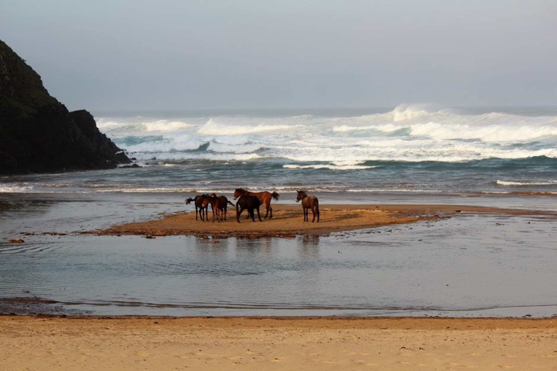 Wild horses grazing on windswept dunes on the remote sandbar of Sable Island