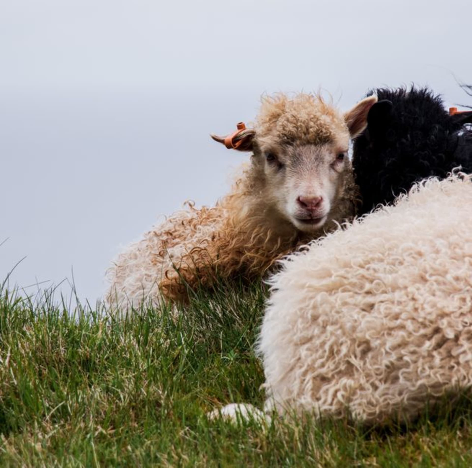 Rolling farmland with grazing sheep overlooking the ocean on Salt Spring Island