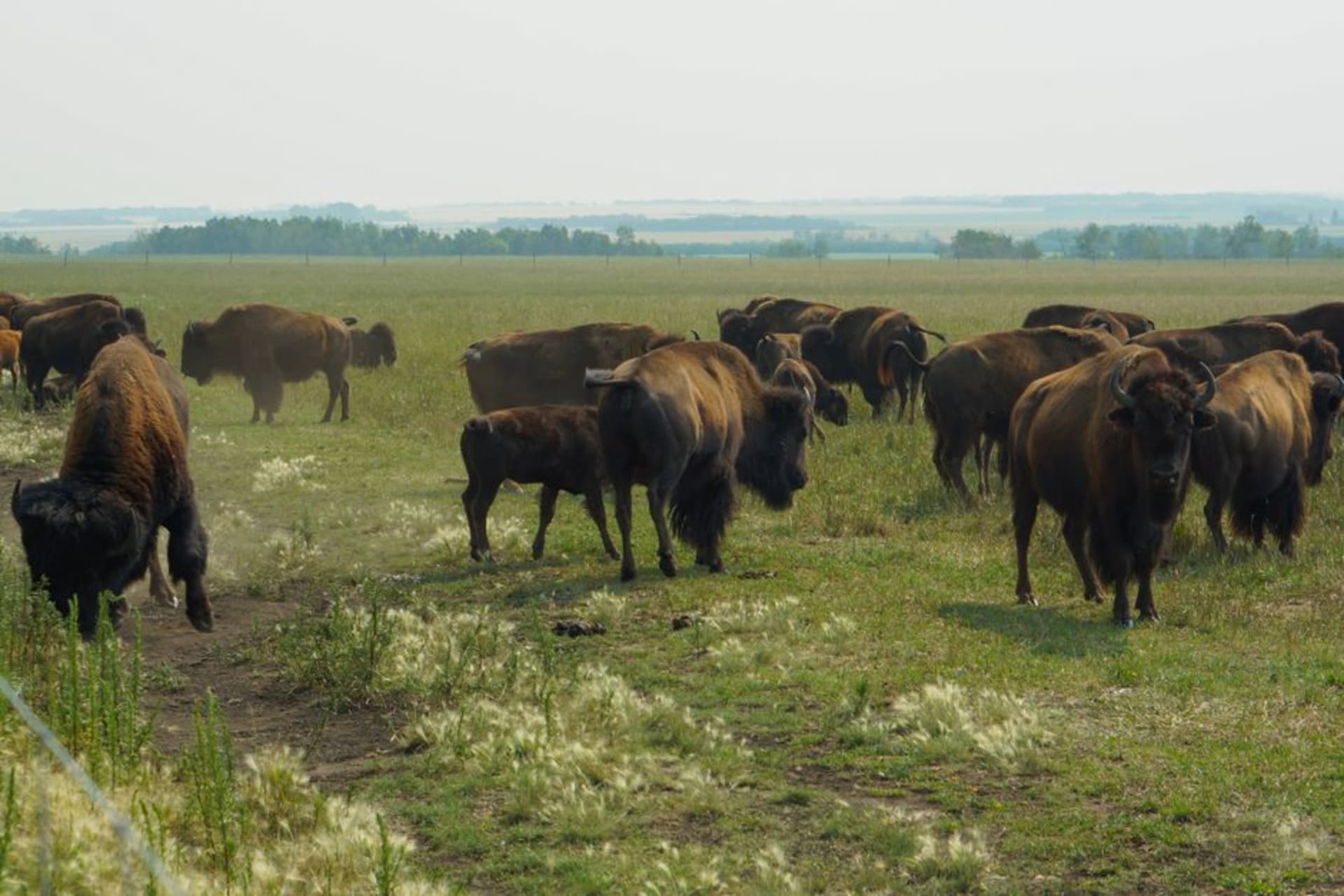 A herd of wood bison grazing on open grassland in Wood Buffalo National Park