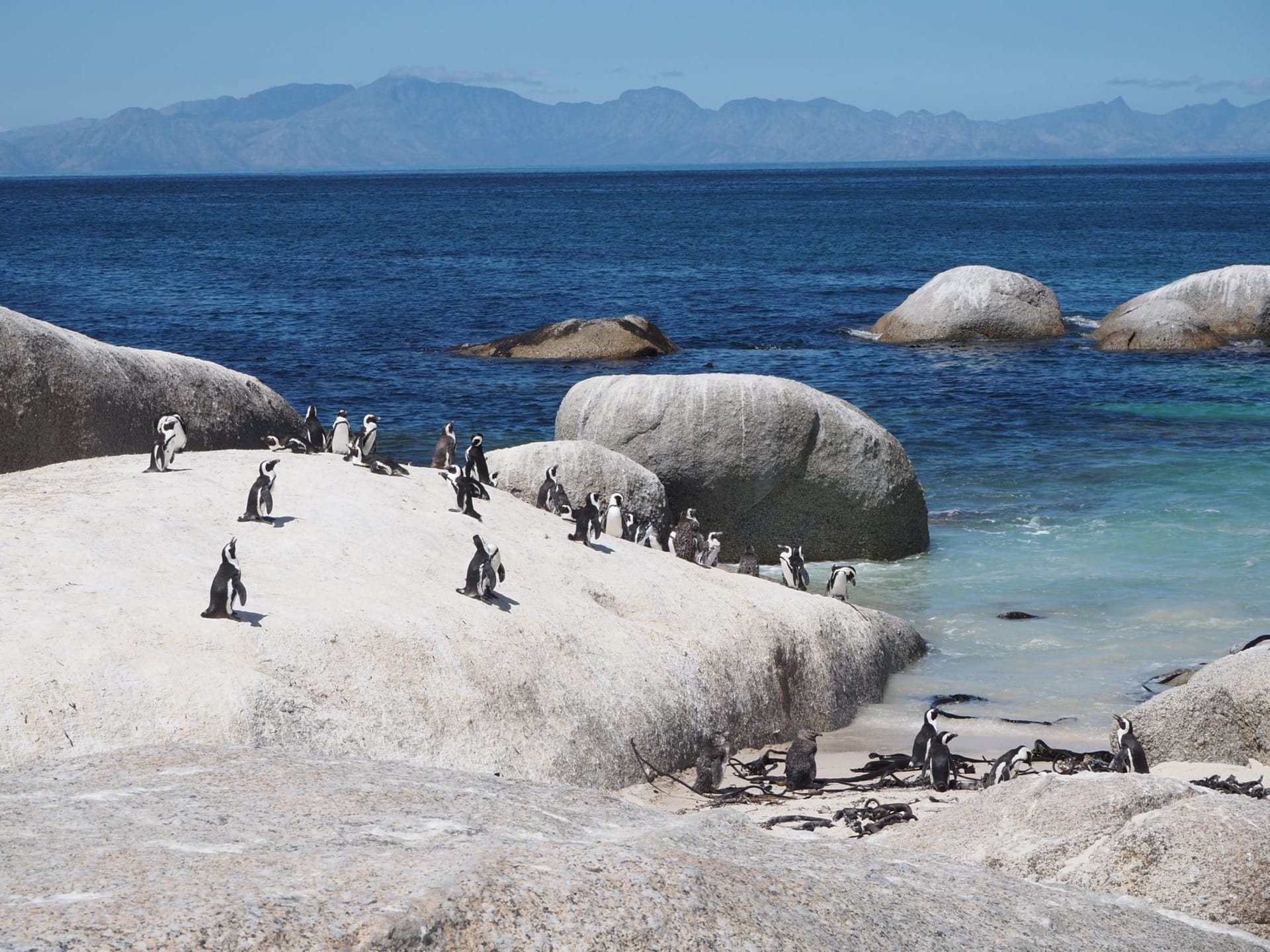 Des manchots africains se promenant sur du sable blanc entre des rochers de granite à la plage de Boulders près de Simon's Town
