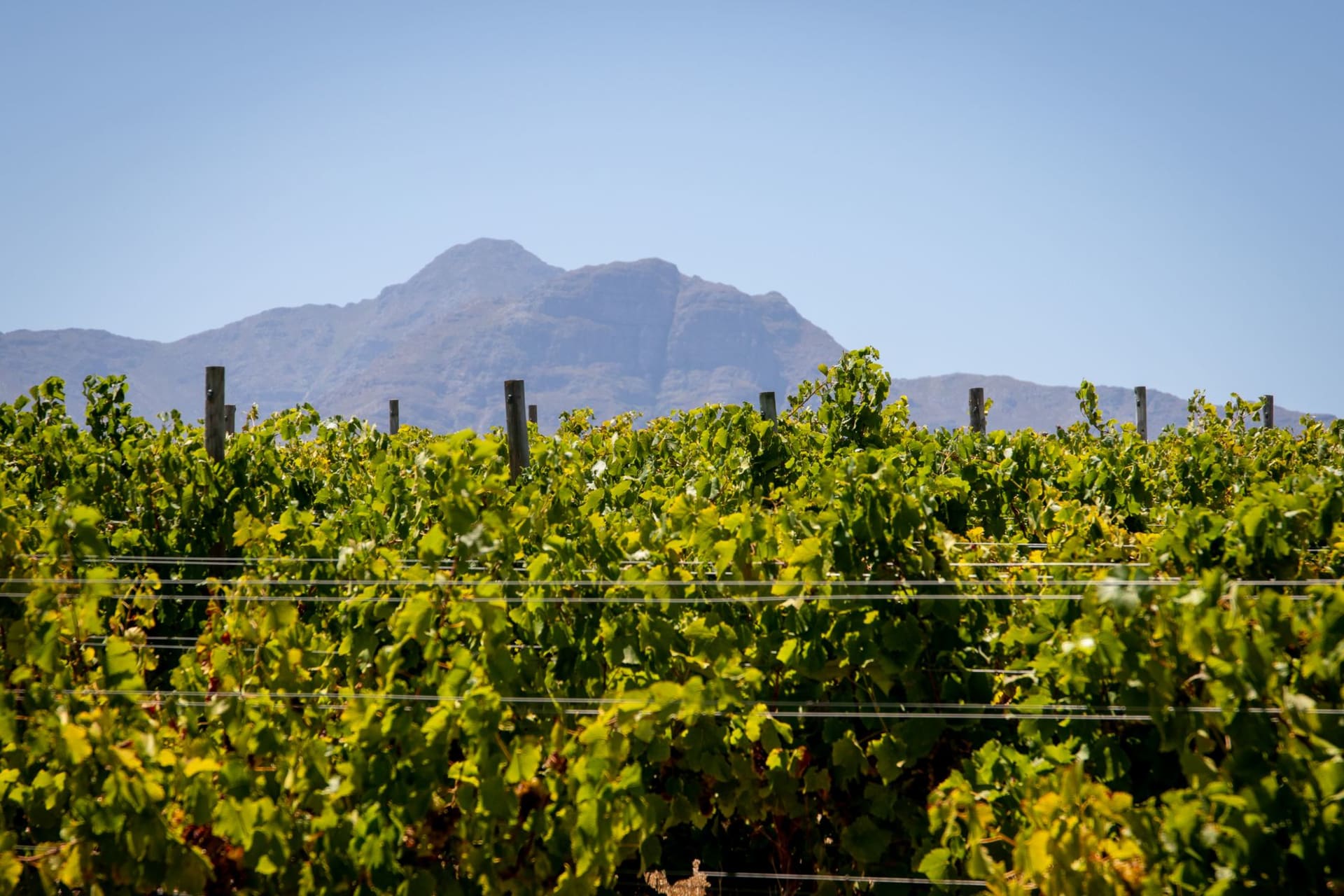 Lush vineyard rows stretching toward dramatic mountain peaks under a wide blue sky near Stellenbosch