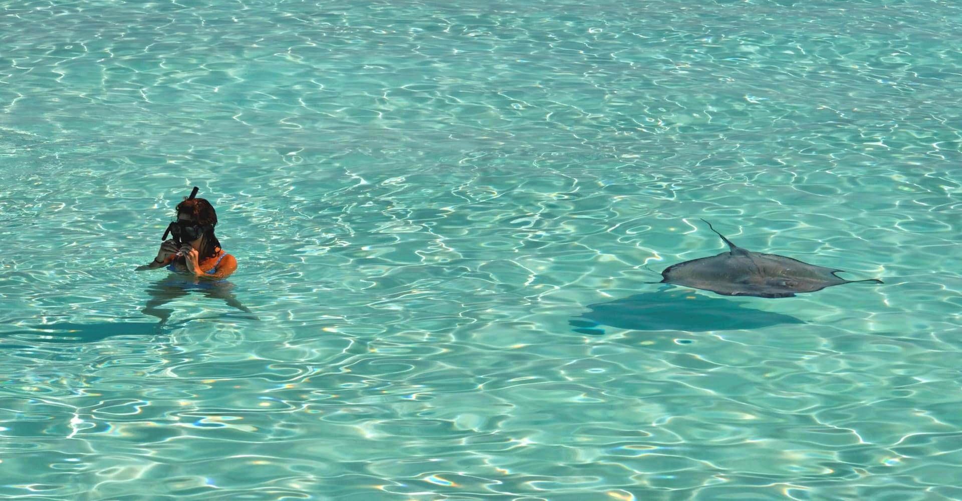 Snorkeler swimming alongside a stingray in the gin-clear turquoise shallows of the Cayman Islands