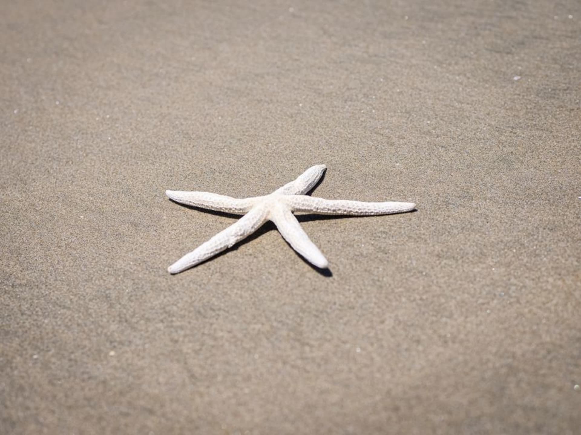 Estrellas de mar rojas descansando en el fondo arenoso de las aguas someras de Starfish Point, Gran Caimán