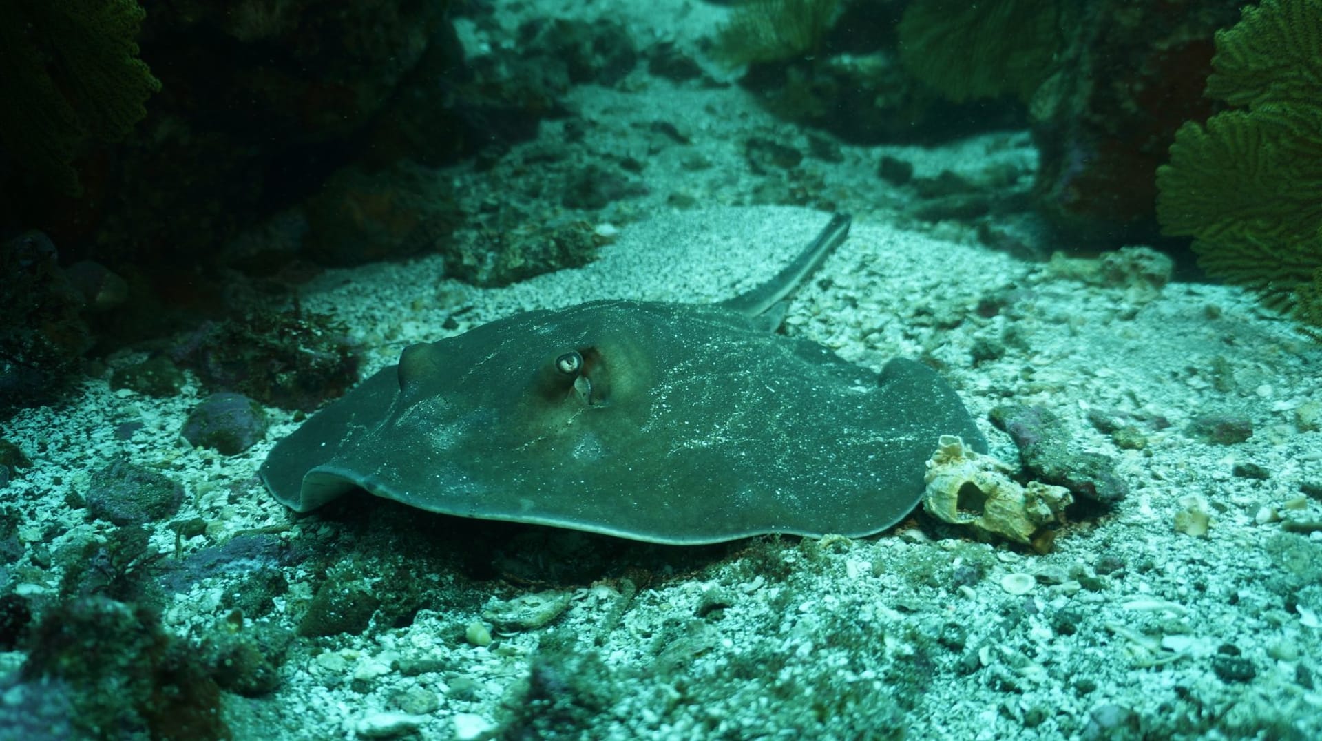 Plongeur en apnée entouré de raies pastenagues dans des eaux peu profondes cristallines au banc de sable de Stingray City