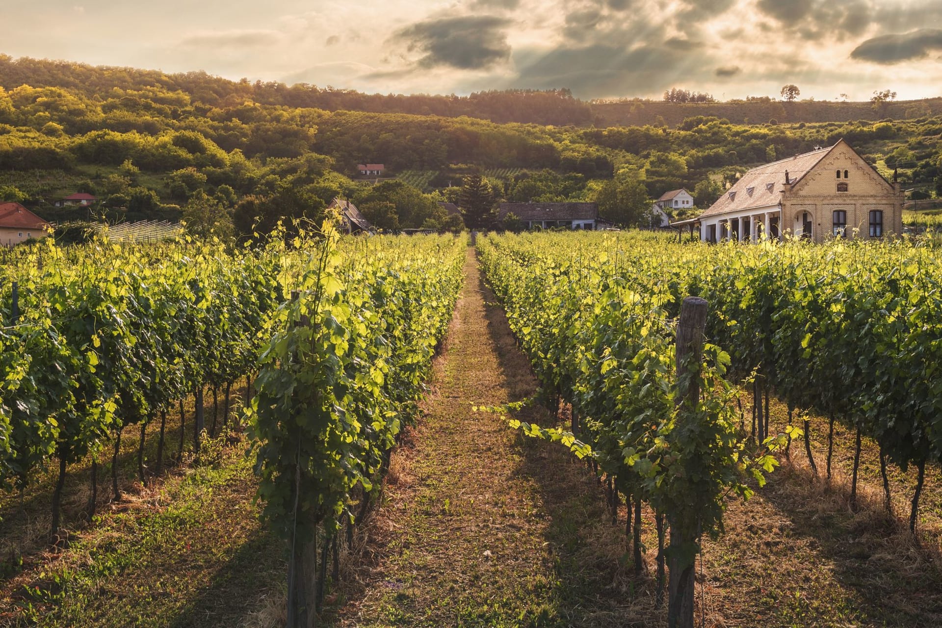 Lush vineyard rows glowing under a dramatic sunset sky, vines stretching toward the horizon