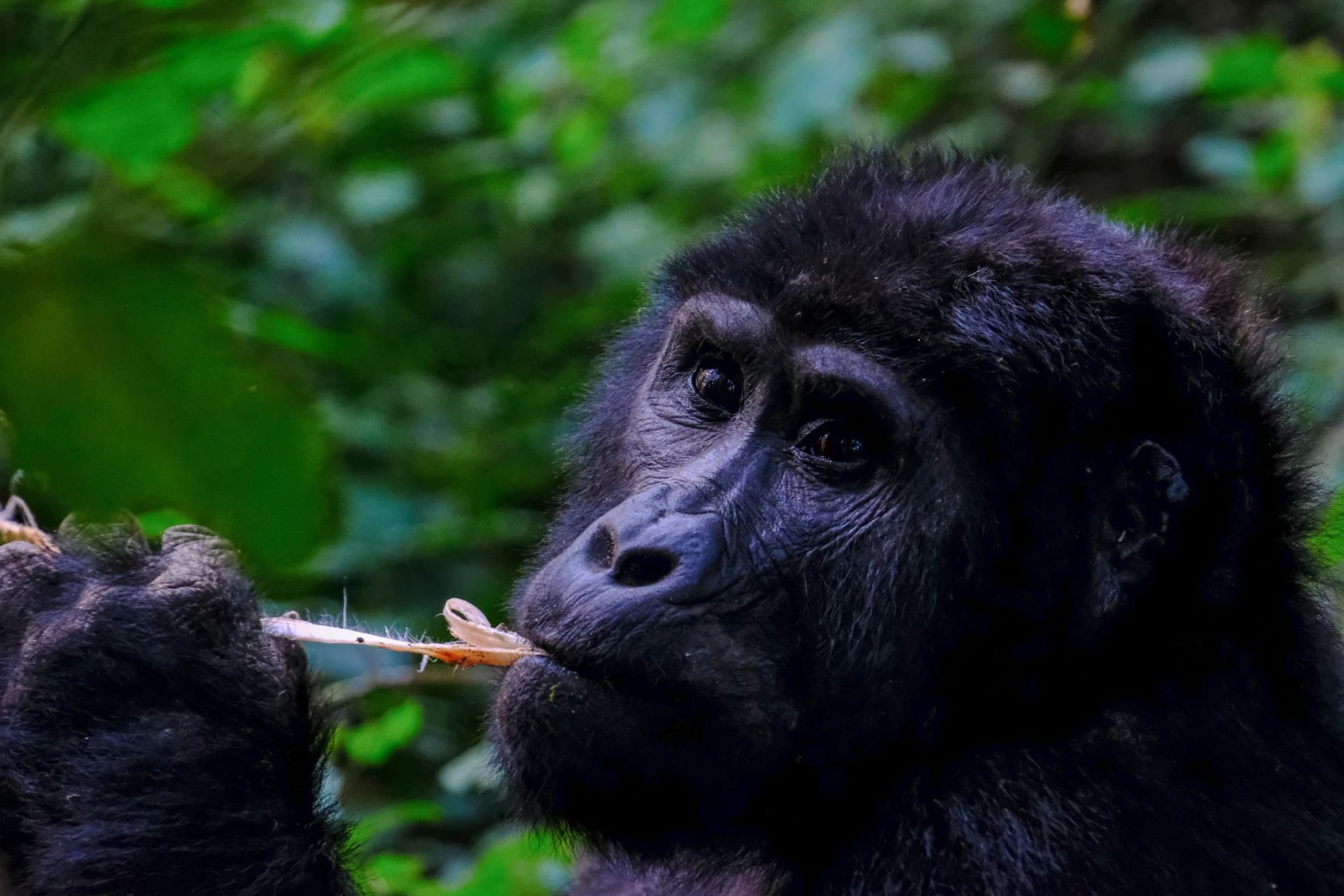 A western lowland gorilla eating in its natural rainforest habitat, close up, Congo basin