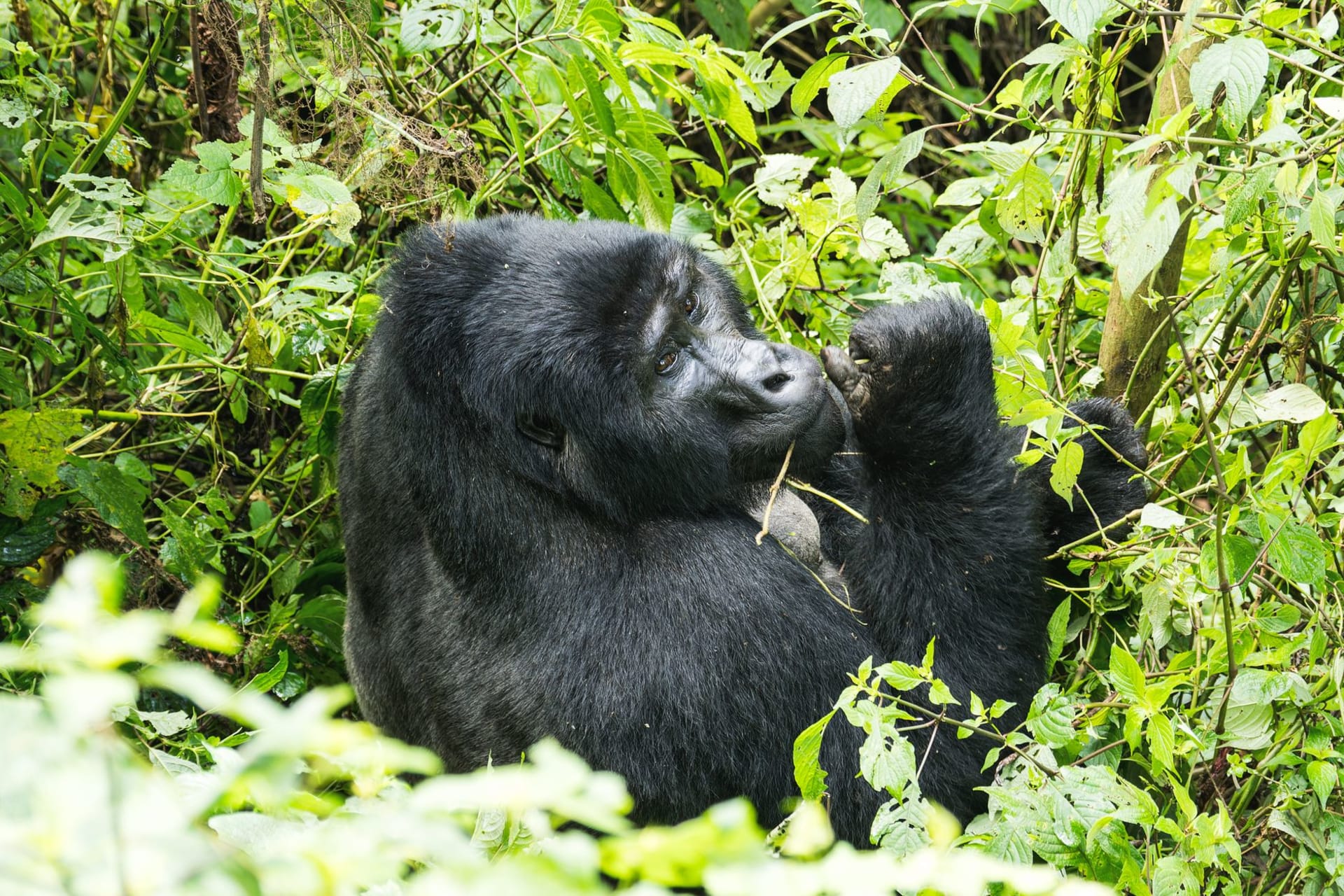 A mountain gorilla sitting amid dense green foliage in its natural forest habitat, photographed by Rino Adamo