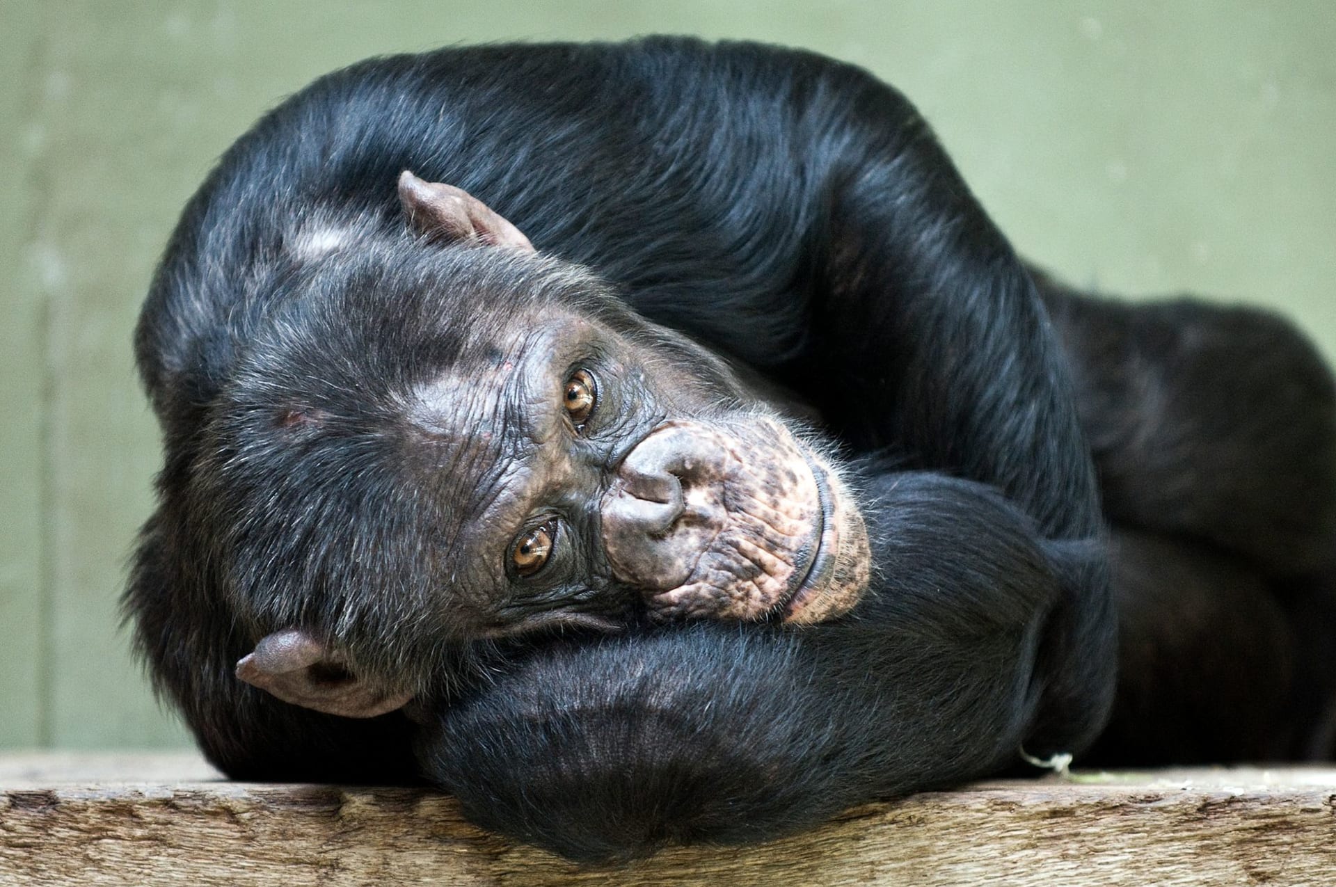 A bonobo in the forest canopy at Lola ya Bonobo sanctuary, afternoon light filtering through leaves, the animal looking toward camera