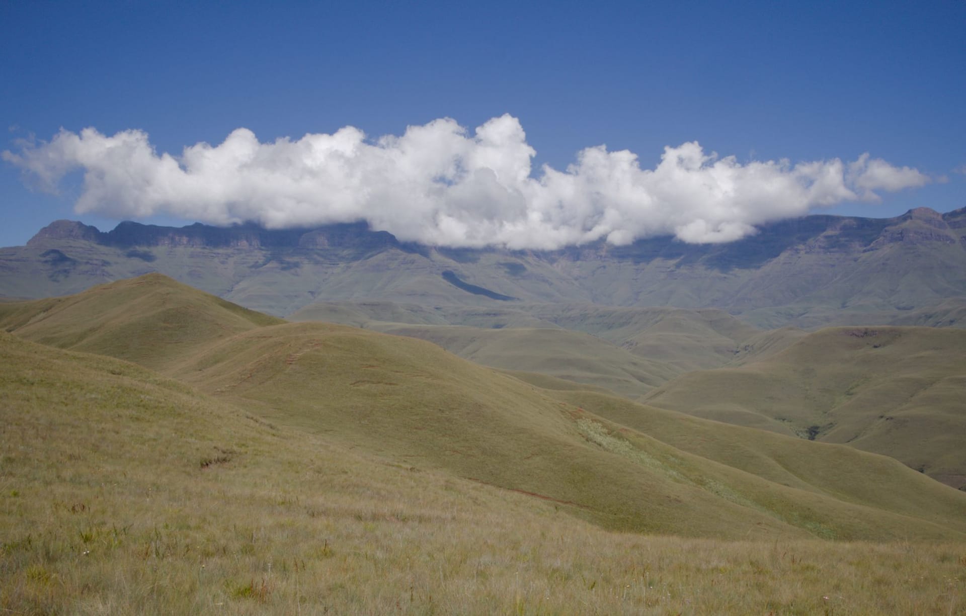 The Injisuthi valley opening toward the Drakensberg escarpment at dawn, the peaks still in shadow, grassland glowing gold