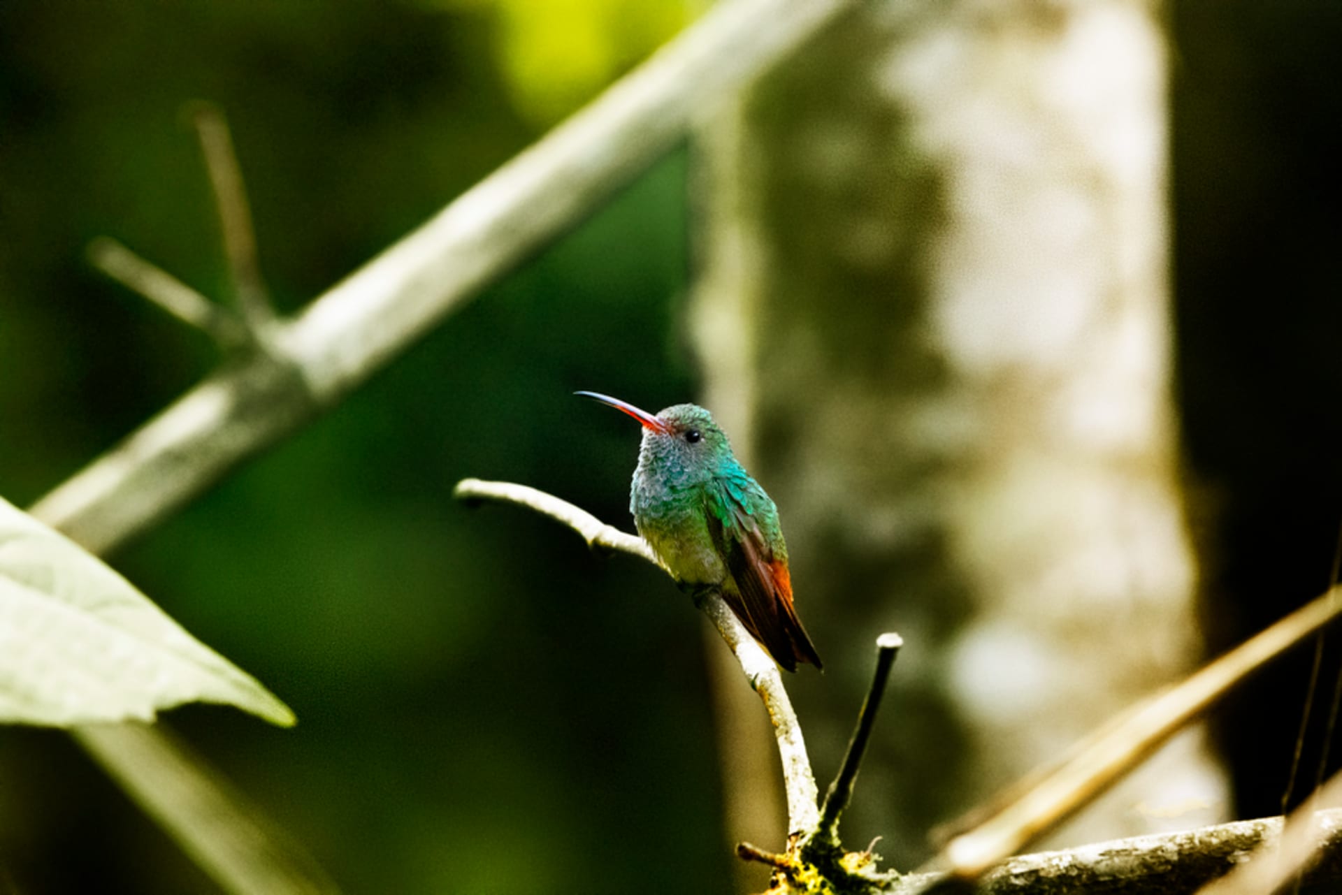 Dense Amazon rainforest canopy and a winding brown river inside Yasuni National Park, Ecuador