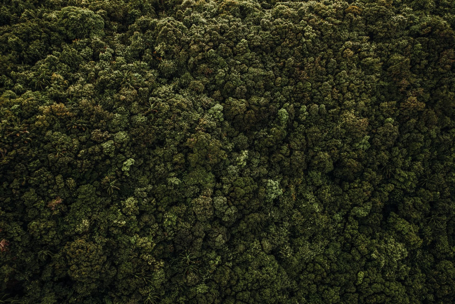 Primary rainforest canopy in Monte Alén National Park, shafts of light breaking through the tree layer at dawn